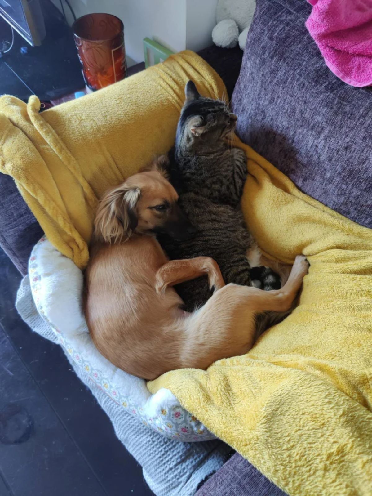 small brown dog cuddling with a grey tabby cat on a yellow blanket in a blue dog bed on a blue sofa