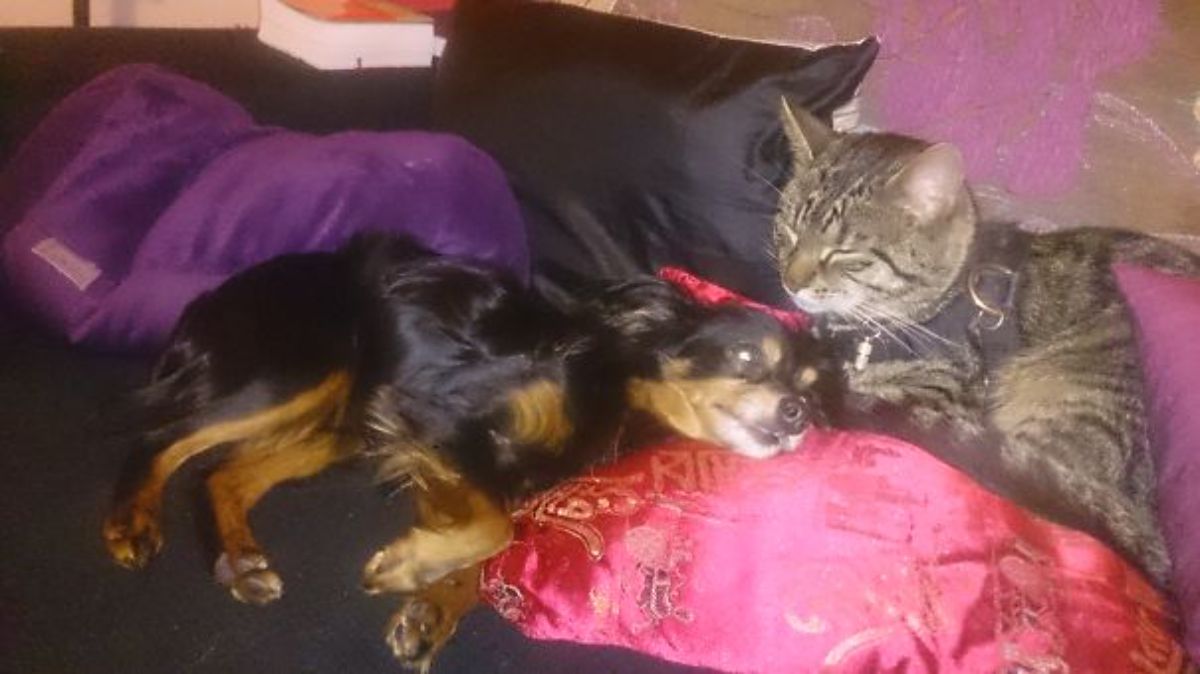 small fluffy black and brown dog laying on a sofa next to a large grey tabby cat