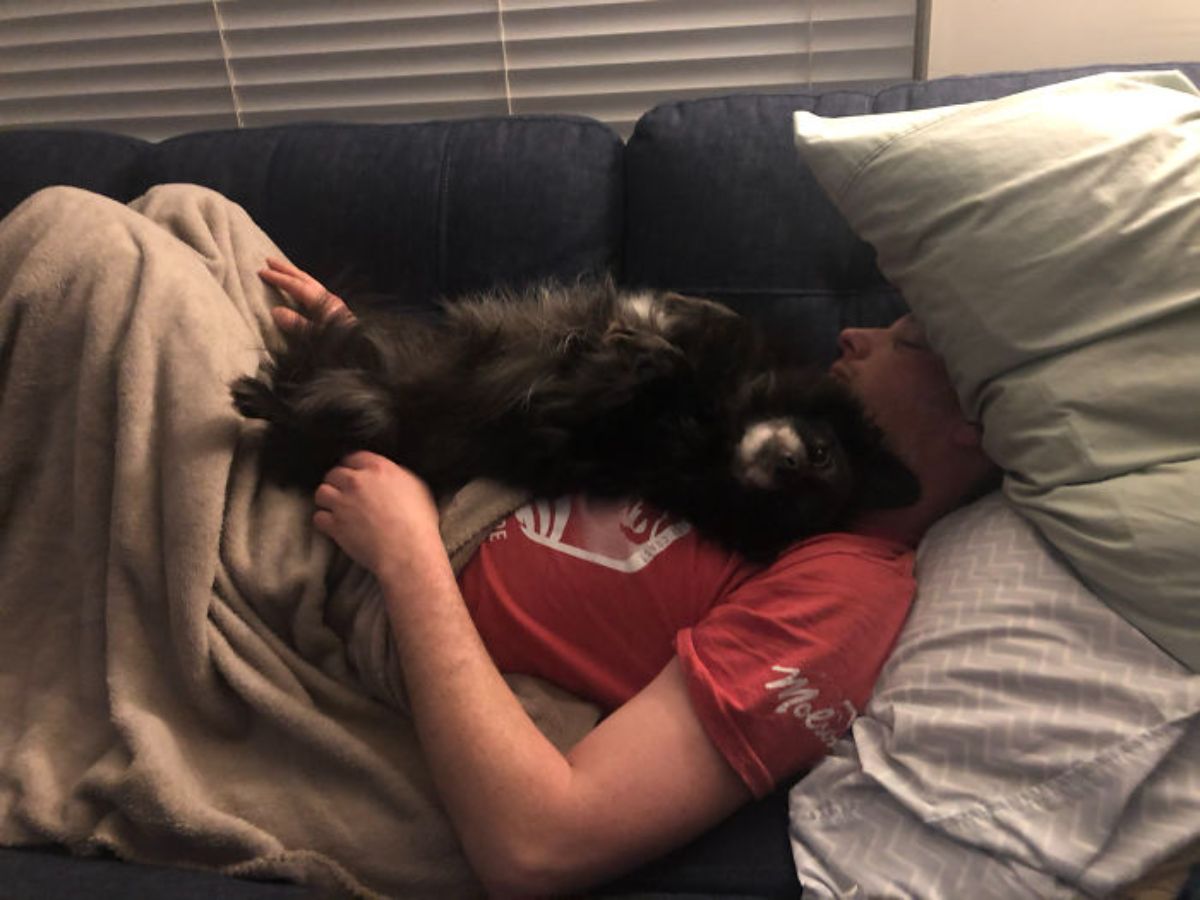 small fluffy black dog laying on a man sleeping on a black sofa