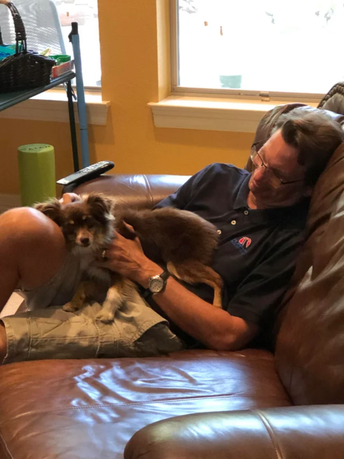 small fluffy brown and white dog laying on a man's lap and being held by him