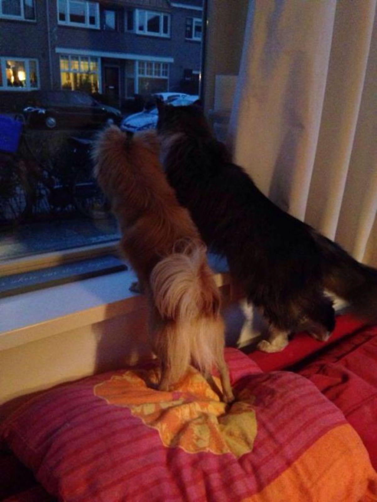 small fluffy brown dog and black and white cat standing on top of a sofa and at a window and looking outside