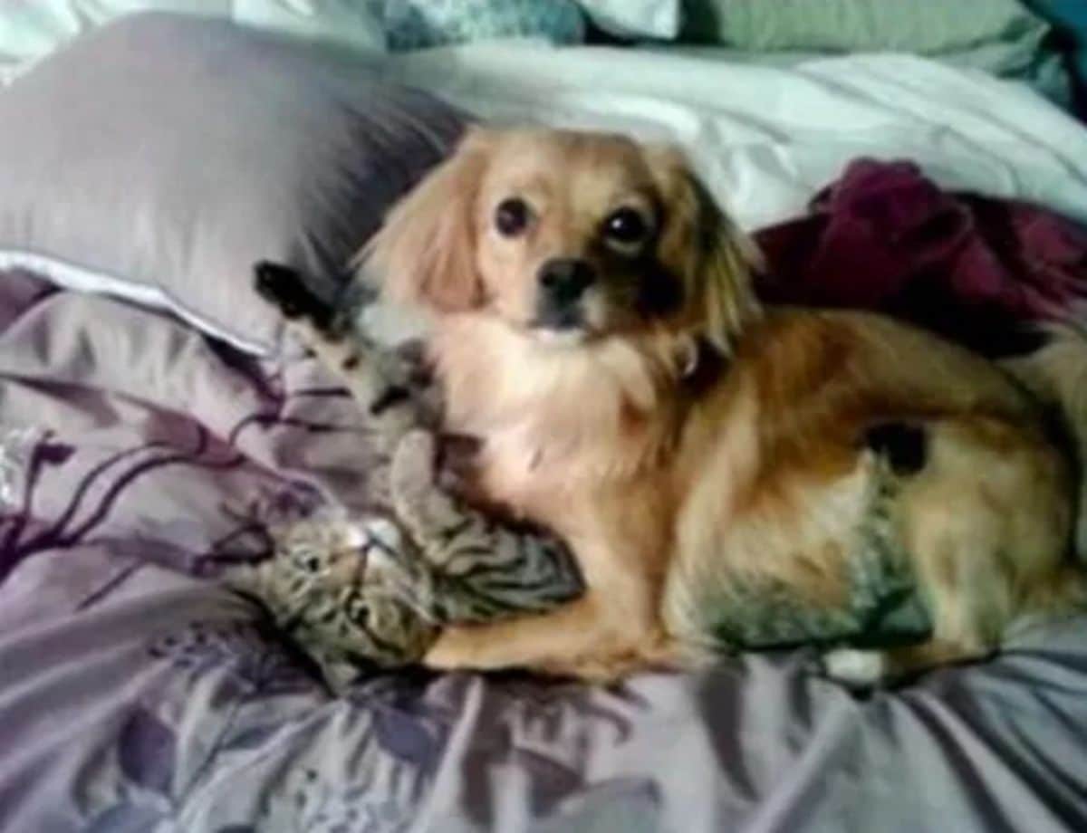 small fluffy brown dog laying on a grey tabby cat laying belly up on a bed