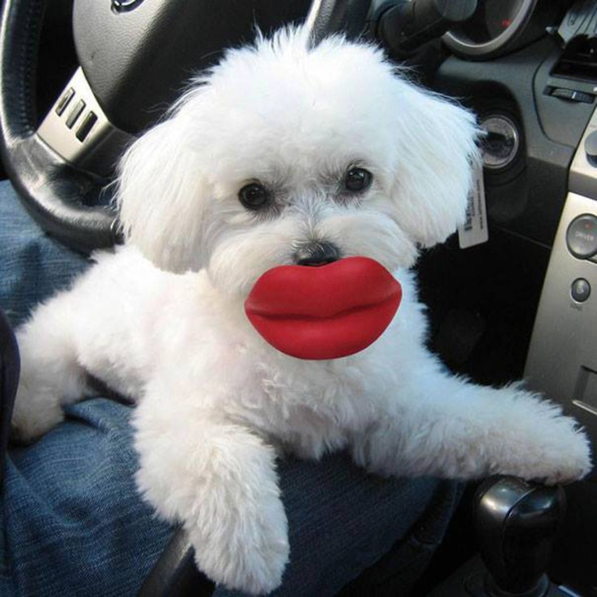 small fluffy white dog holding a toy that looks like a large red pair of lips in its mouth