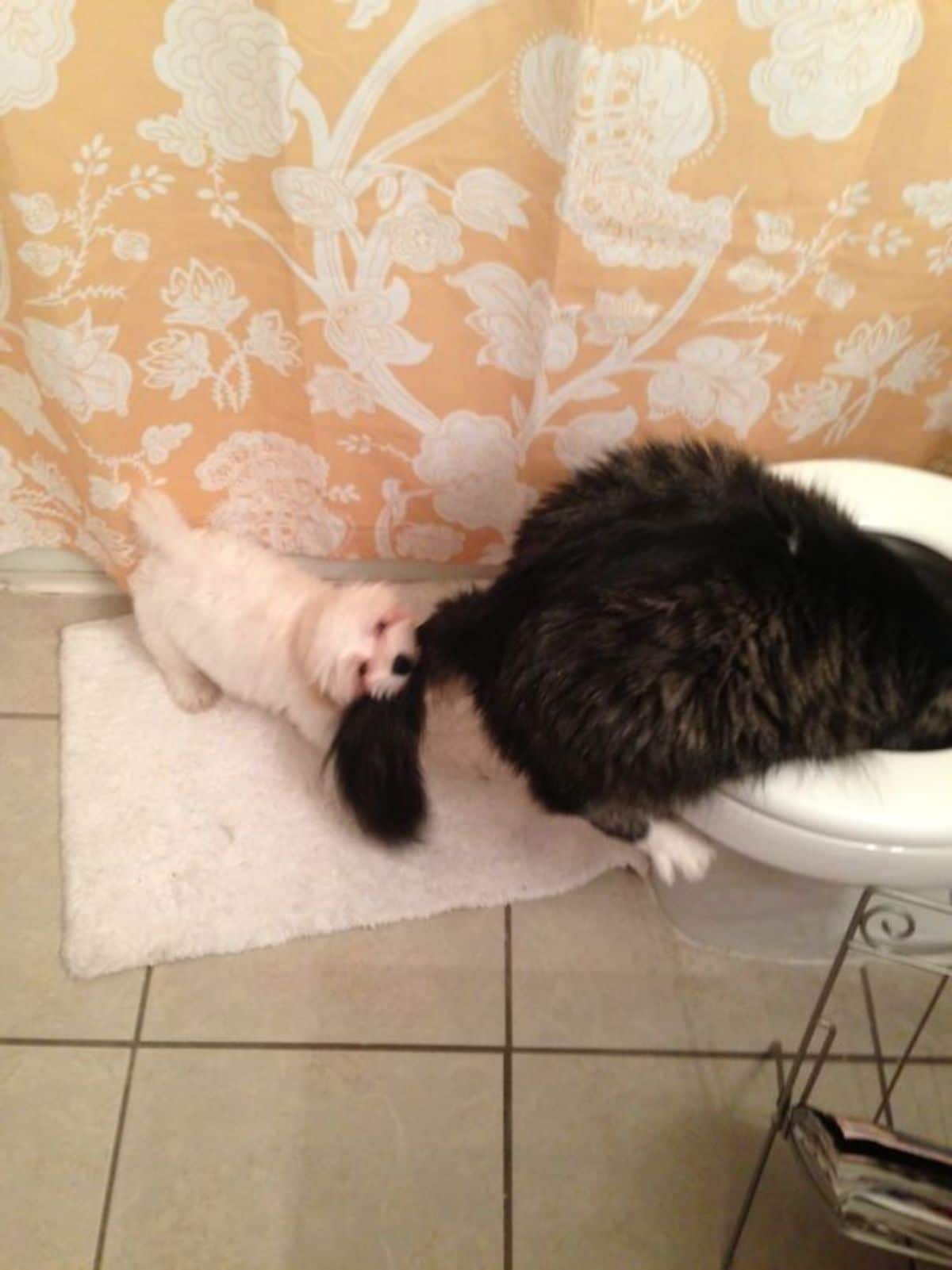 small fluffy white dog holding the tail of a fluffy brown and white tabby cat that has its head inside a toilet