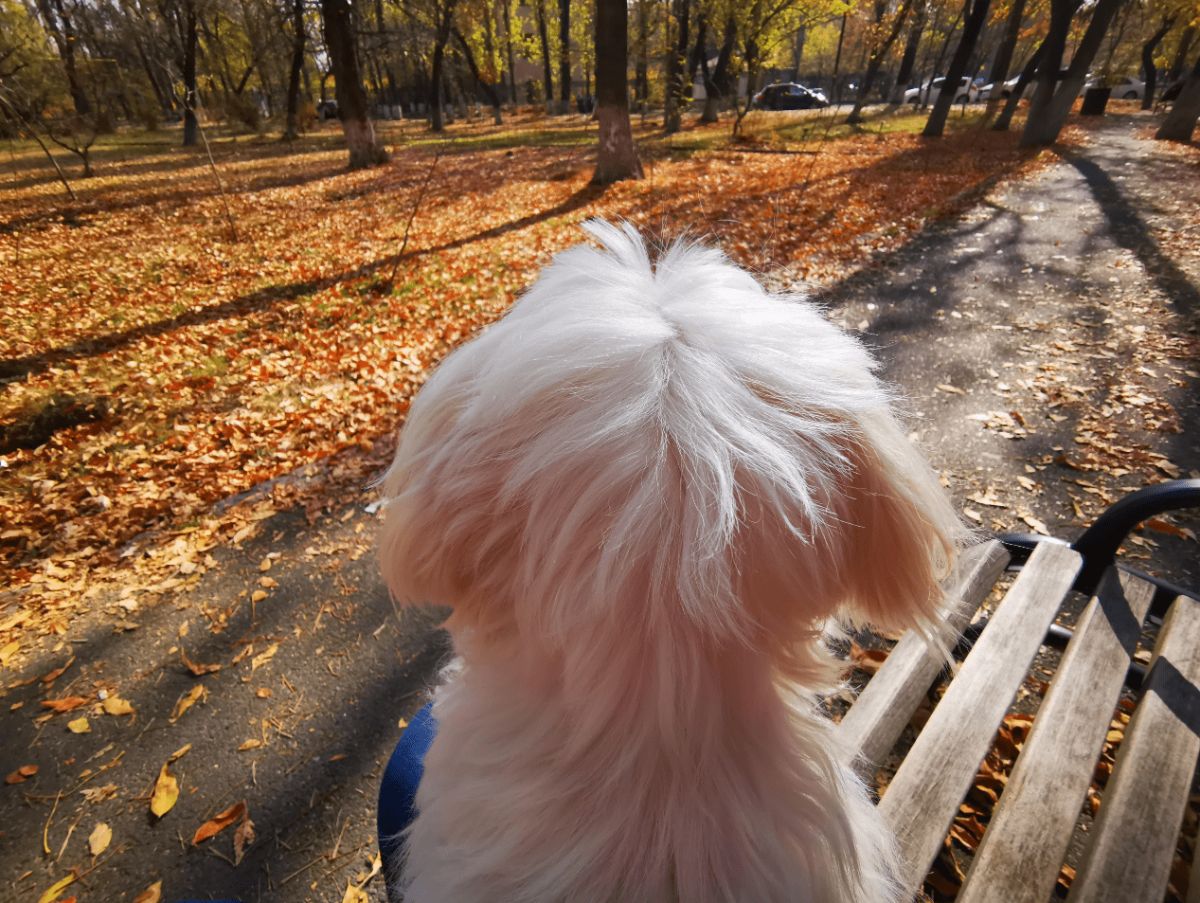 small fluffy white dog on a park bench looking around