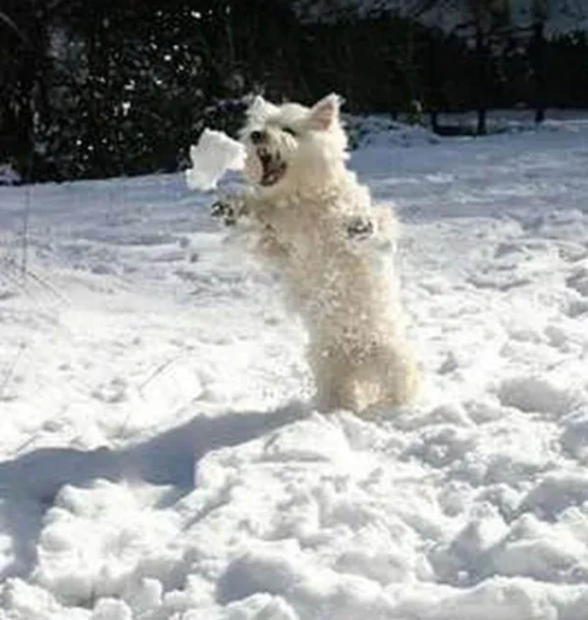 small fluffy white dog on hind legs on snow and trying to catch a snowball
