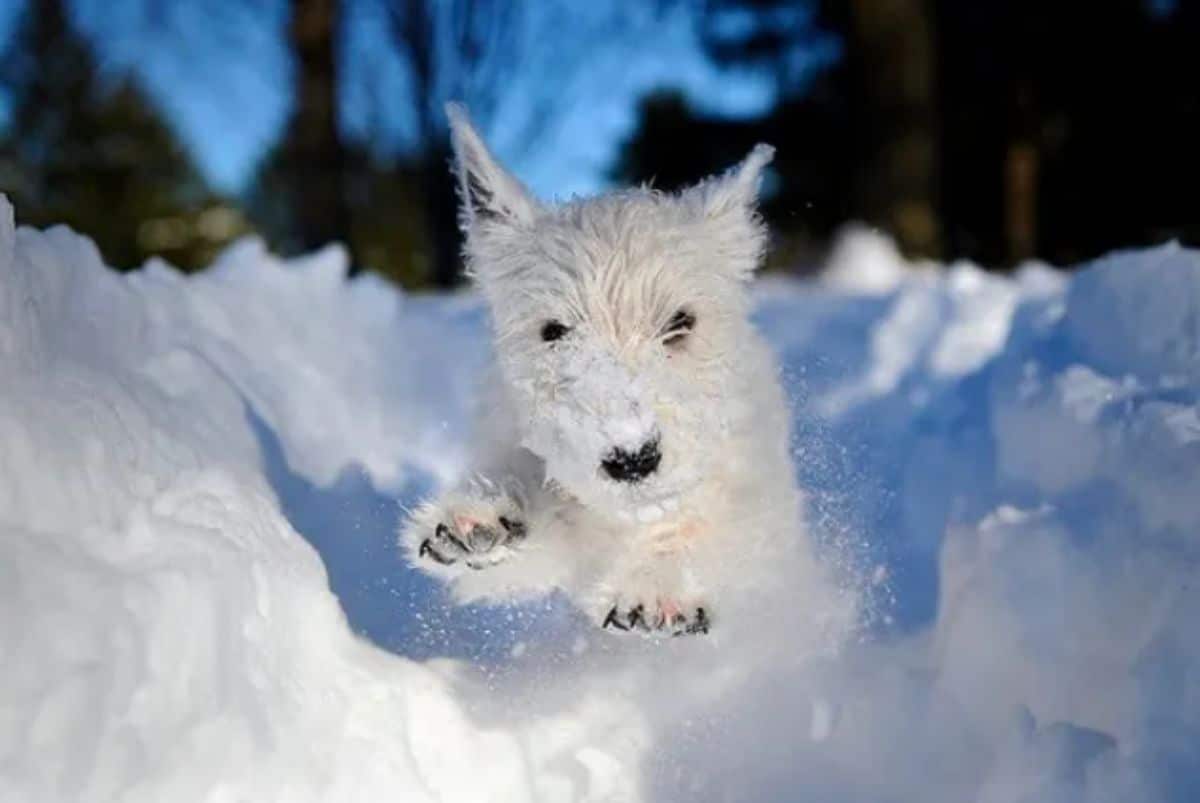 small fluffy white dog running in snow