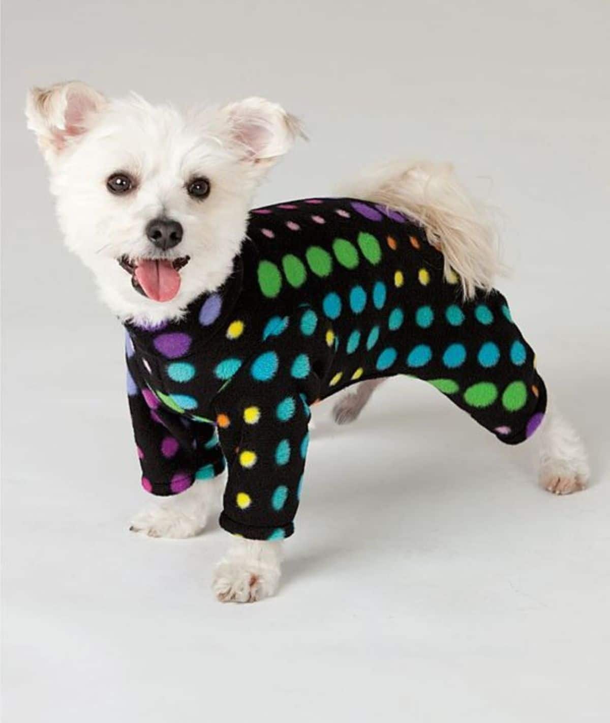 small fluffy white dog wearing a black onesie with colourful polka dots