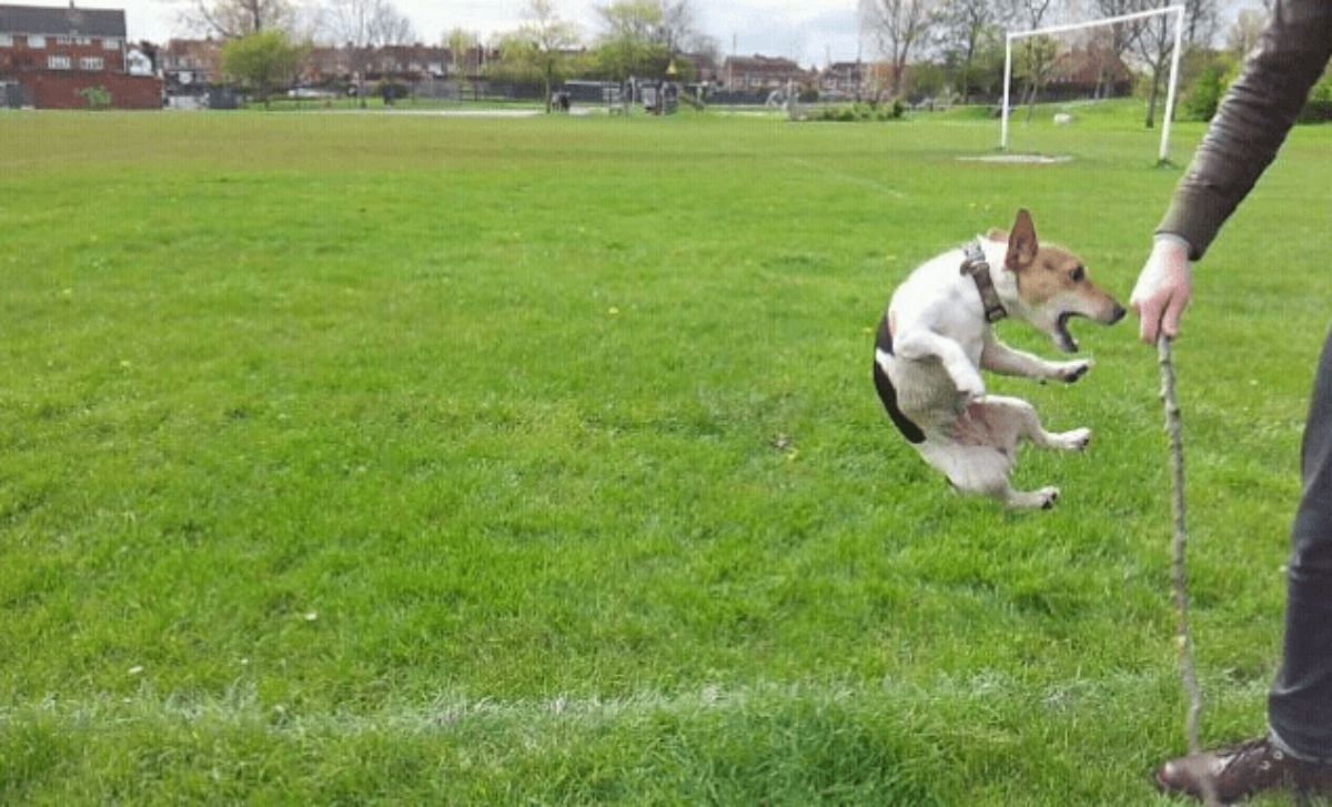 small white brown and black dog jumping to catch a stick