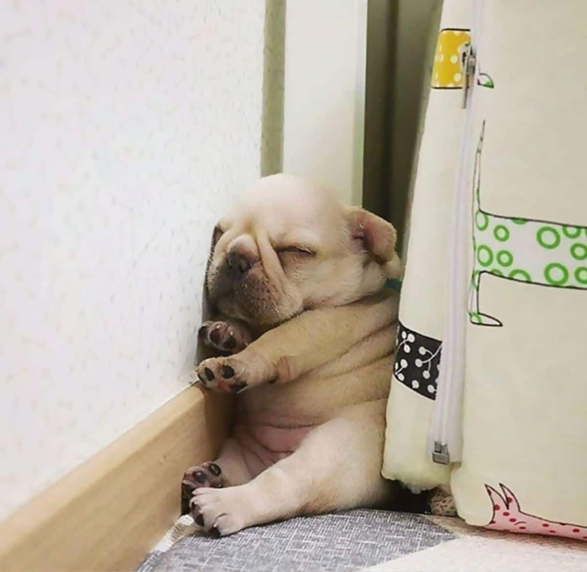 small white french bulldog puppy sleeping sitting up between a wall and an appliance covered in cloth