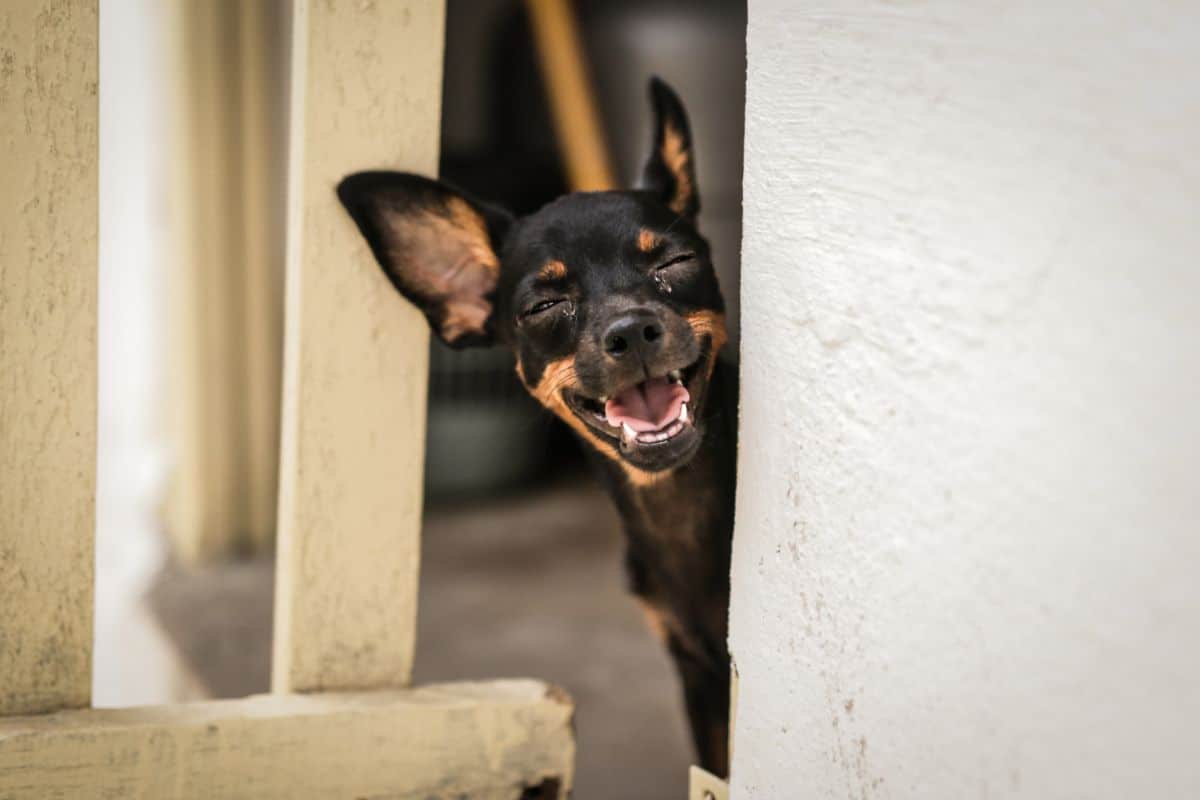 smiling black and brown dog peeking around a white wall