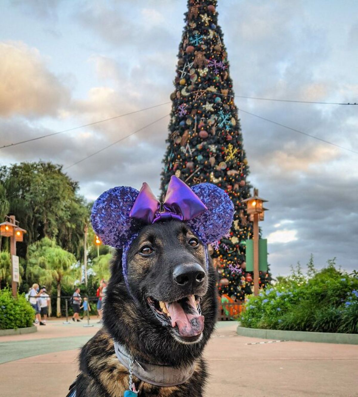 smiling black and brown dog wearing metallic purple minnie mouse ears and bow in front of a large christmas tree