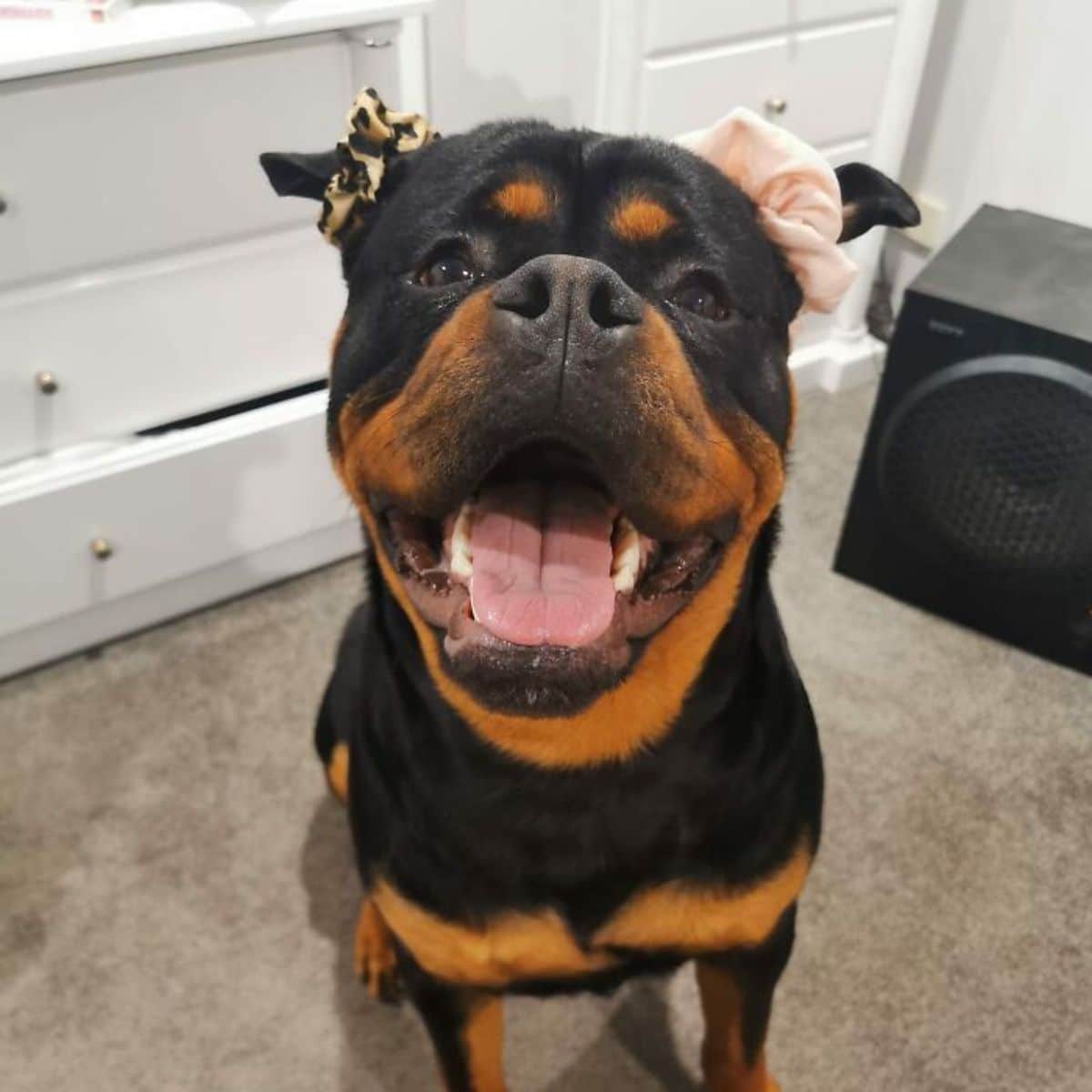 smiling black and brown rottweiler with a leopard pattern scrunchie on one ear and a light pink scrunchie in the other