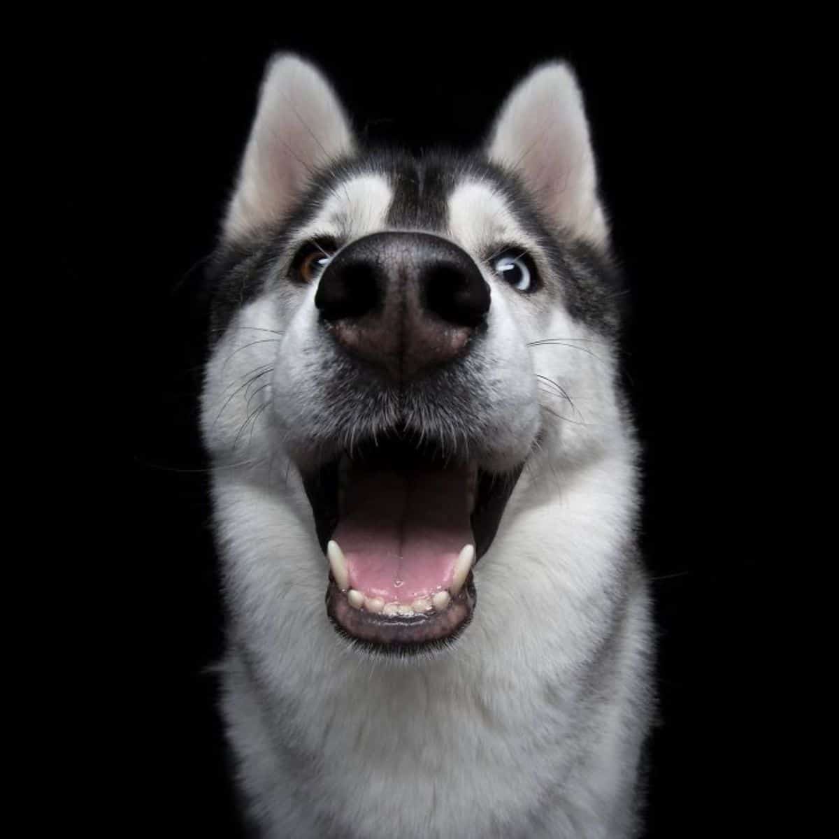 smiling black and white husky