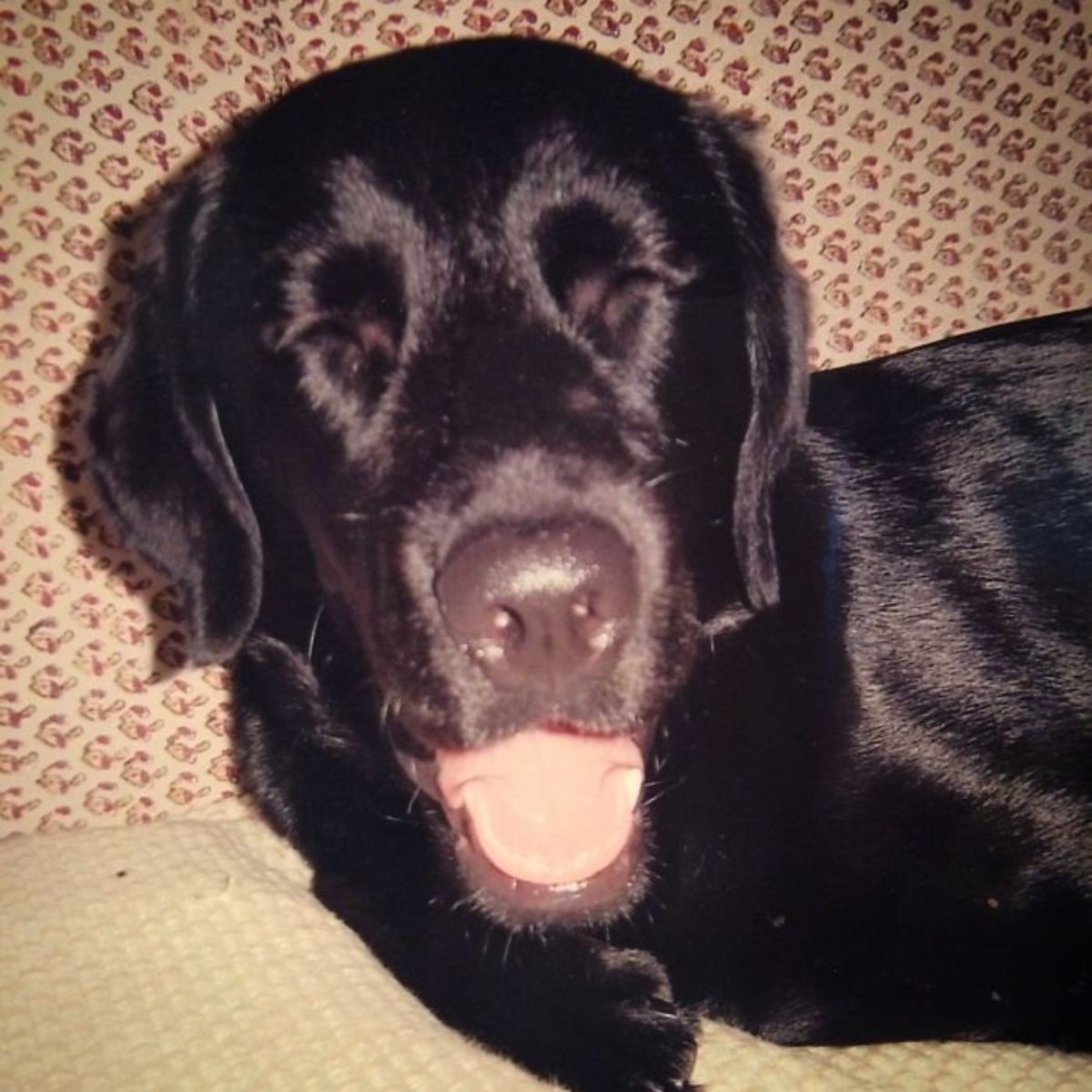 smiling black dog laying on a brown sofa
