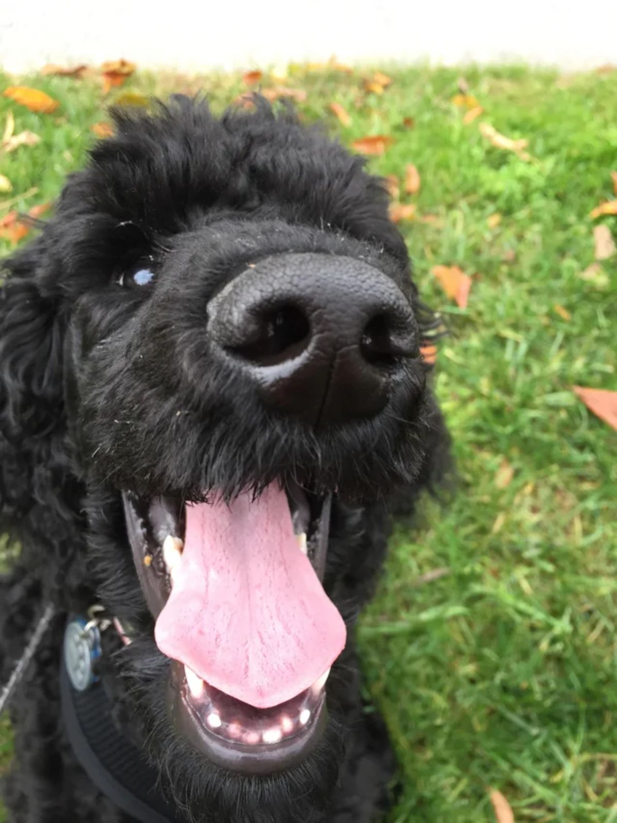 smiling black dog on grass with the tongue sticking out