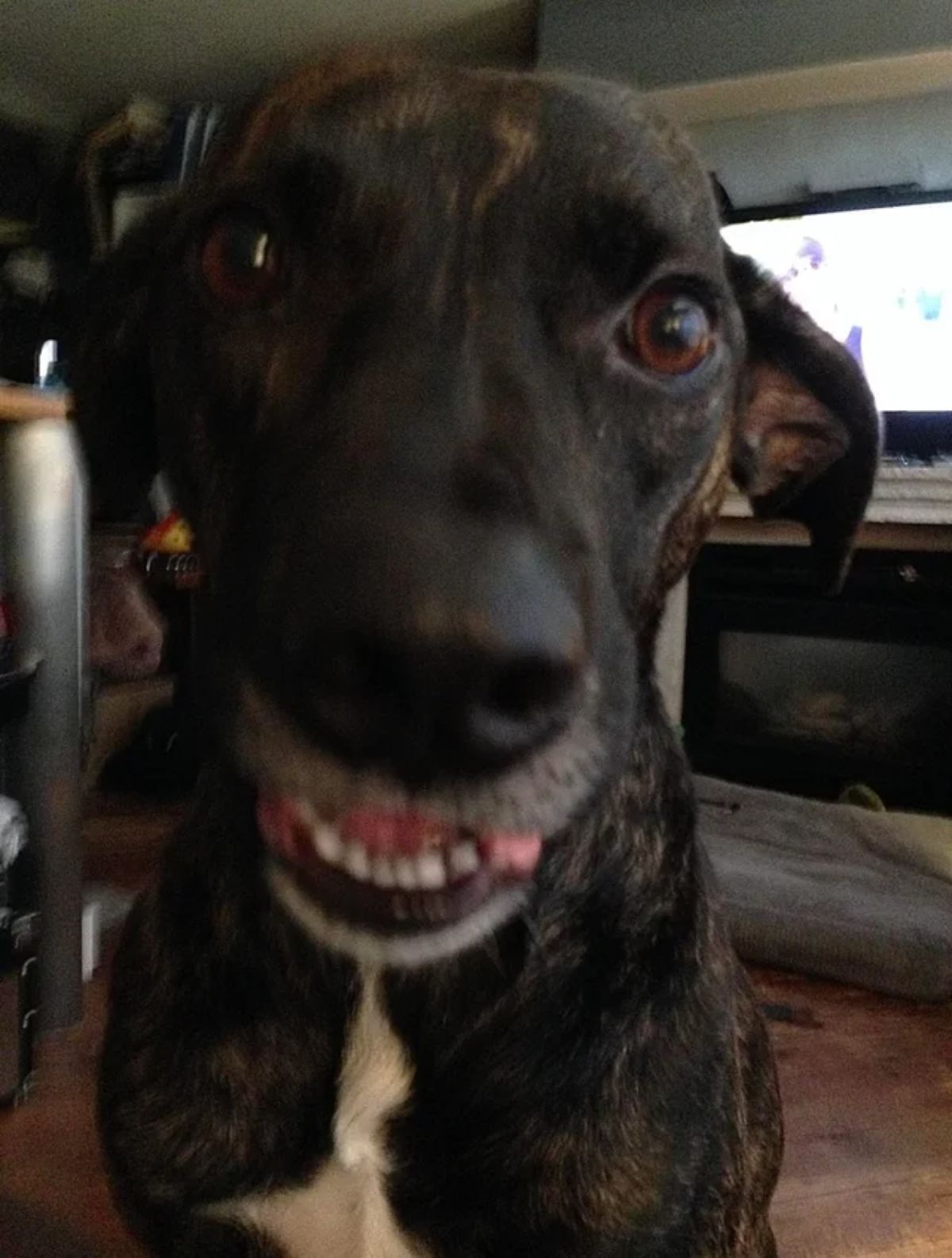 smiling black dog with a white chest patch
