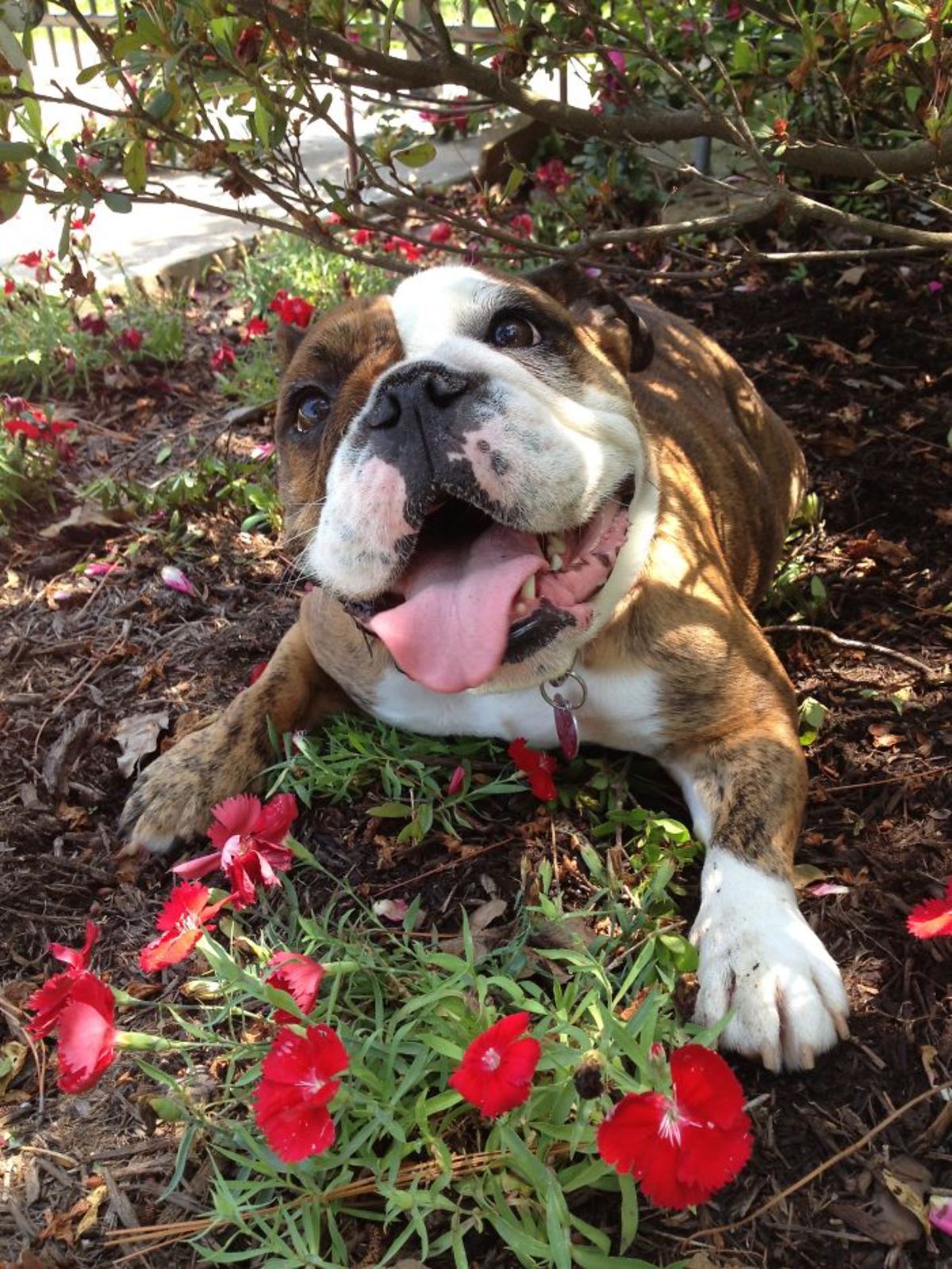 smiling brown and white bulldog laying on grass with red flowers