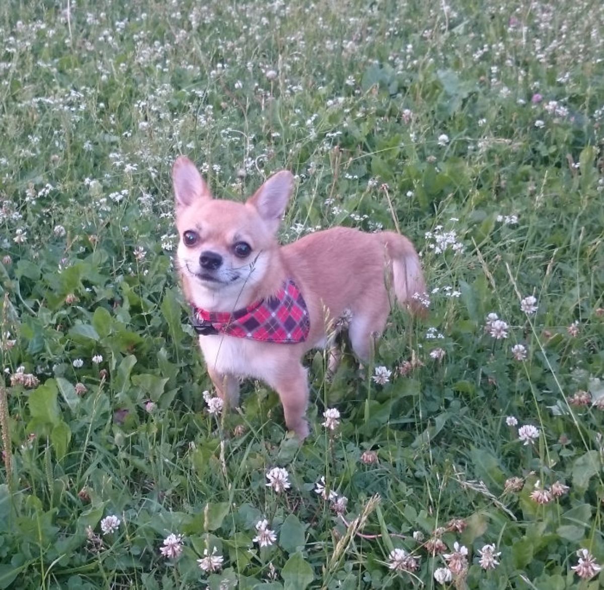 smiling brown and white chihuahua wearing a red white and black plaid bandana