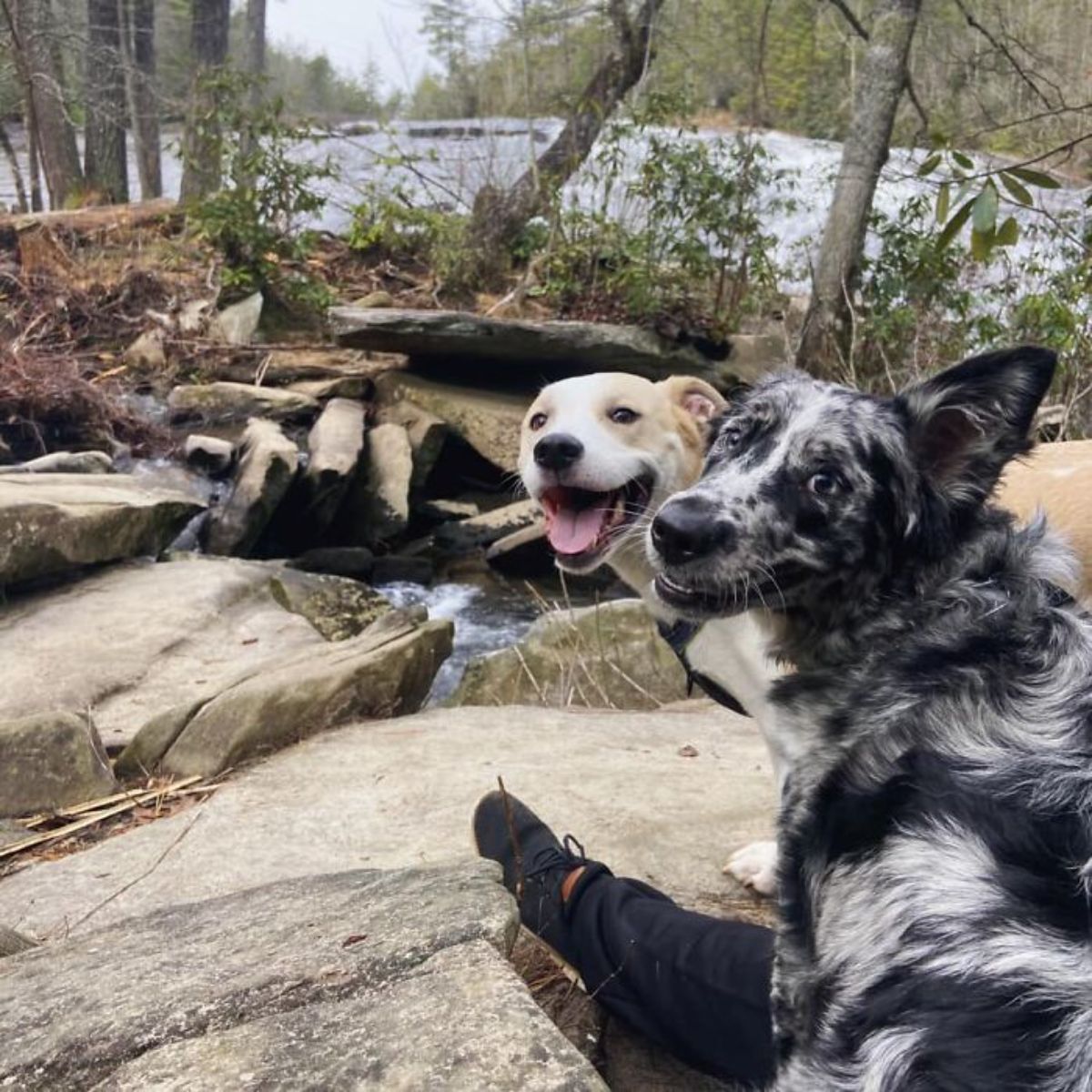 smiling brown and white dog and smiling black and white dog standing on rocks