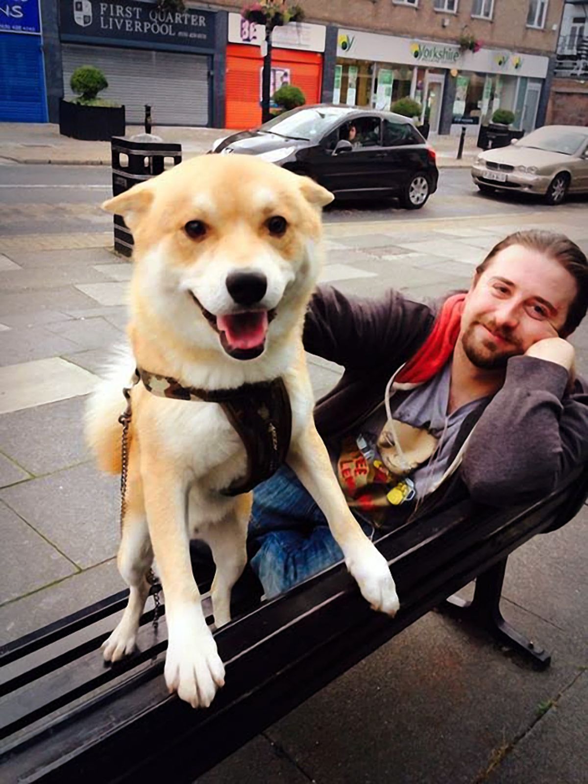 smiling brown and white dog in a black harness standing on hind legs on a bench next to a man