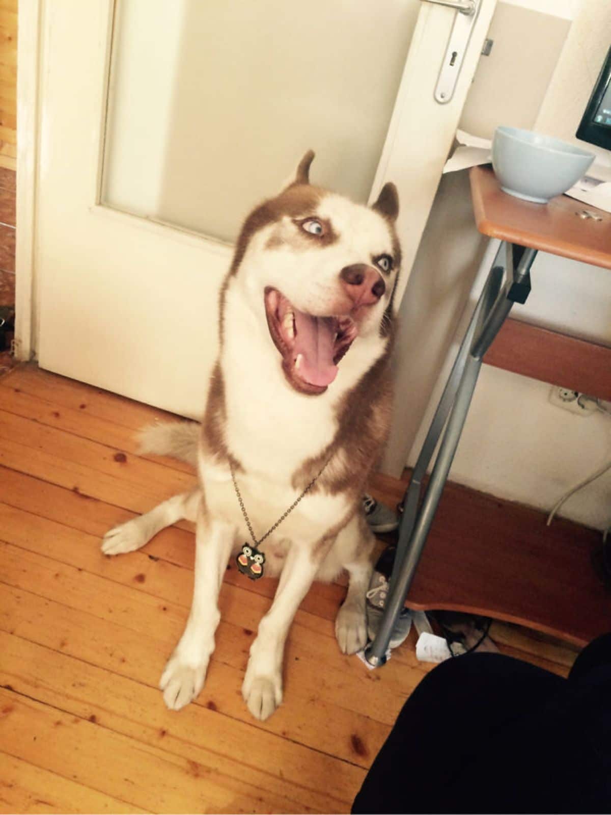 smiling brown and white husky sitting on the floor