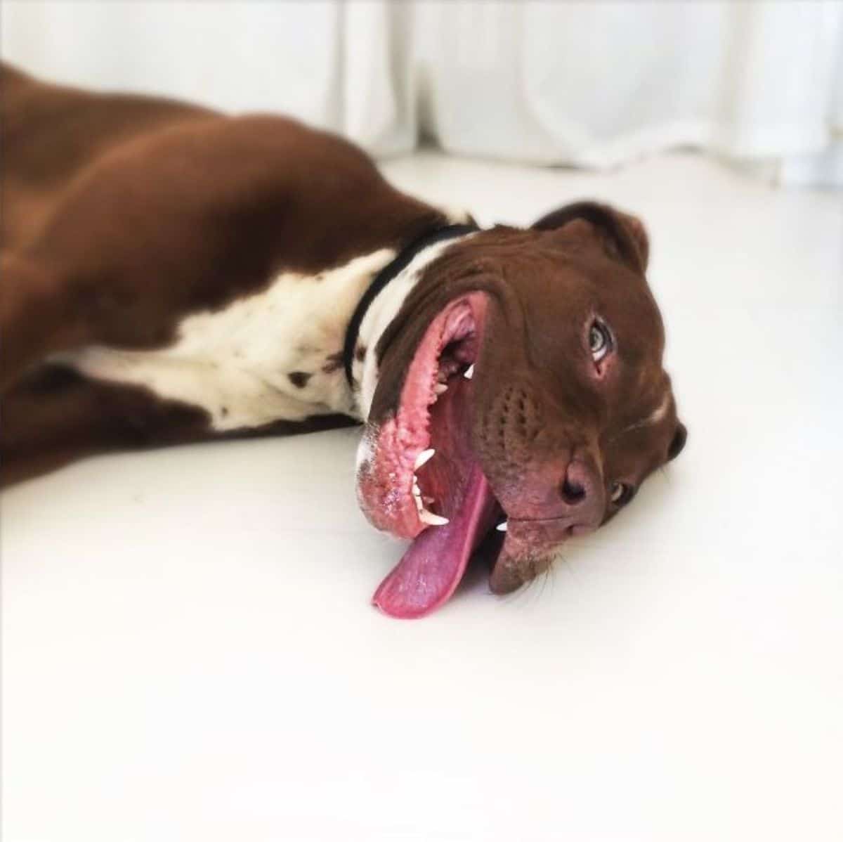 smiling brown and white pitbull laying sideways on a white floor