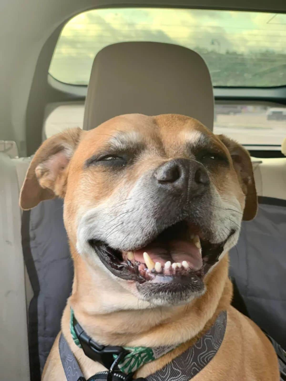 smiling brown and white pitbull sitting in a car seat