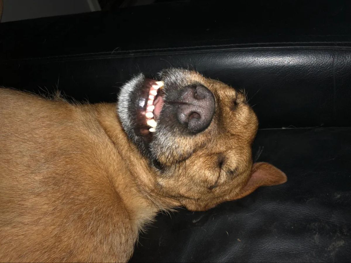 smiling brown dog laying sideways on a brown sofa