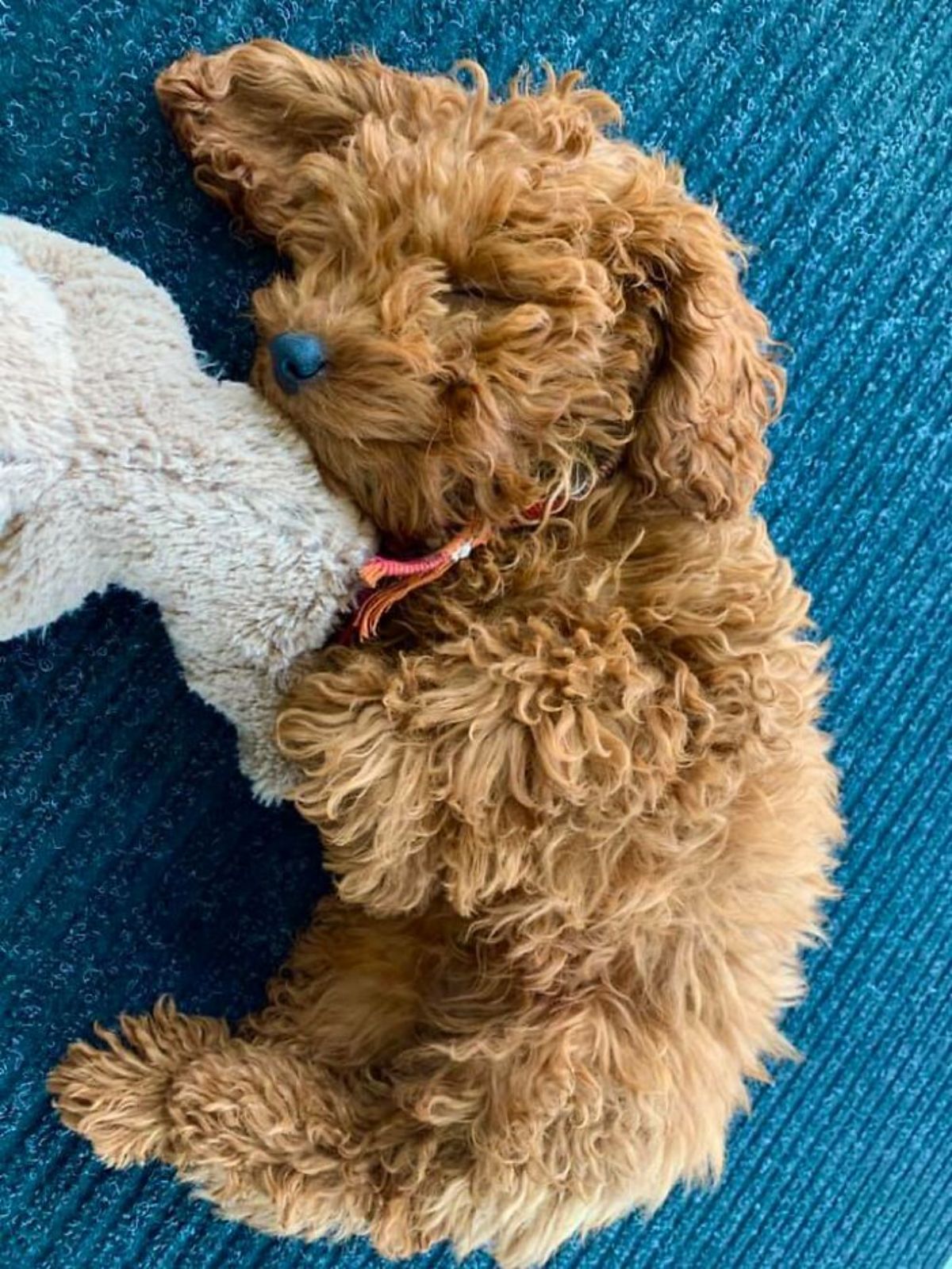 smiling brown poodle laying on a blue bed next to a white stuffed toy