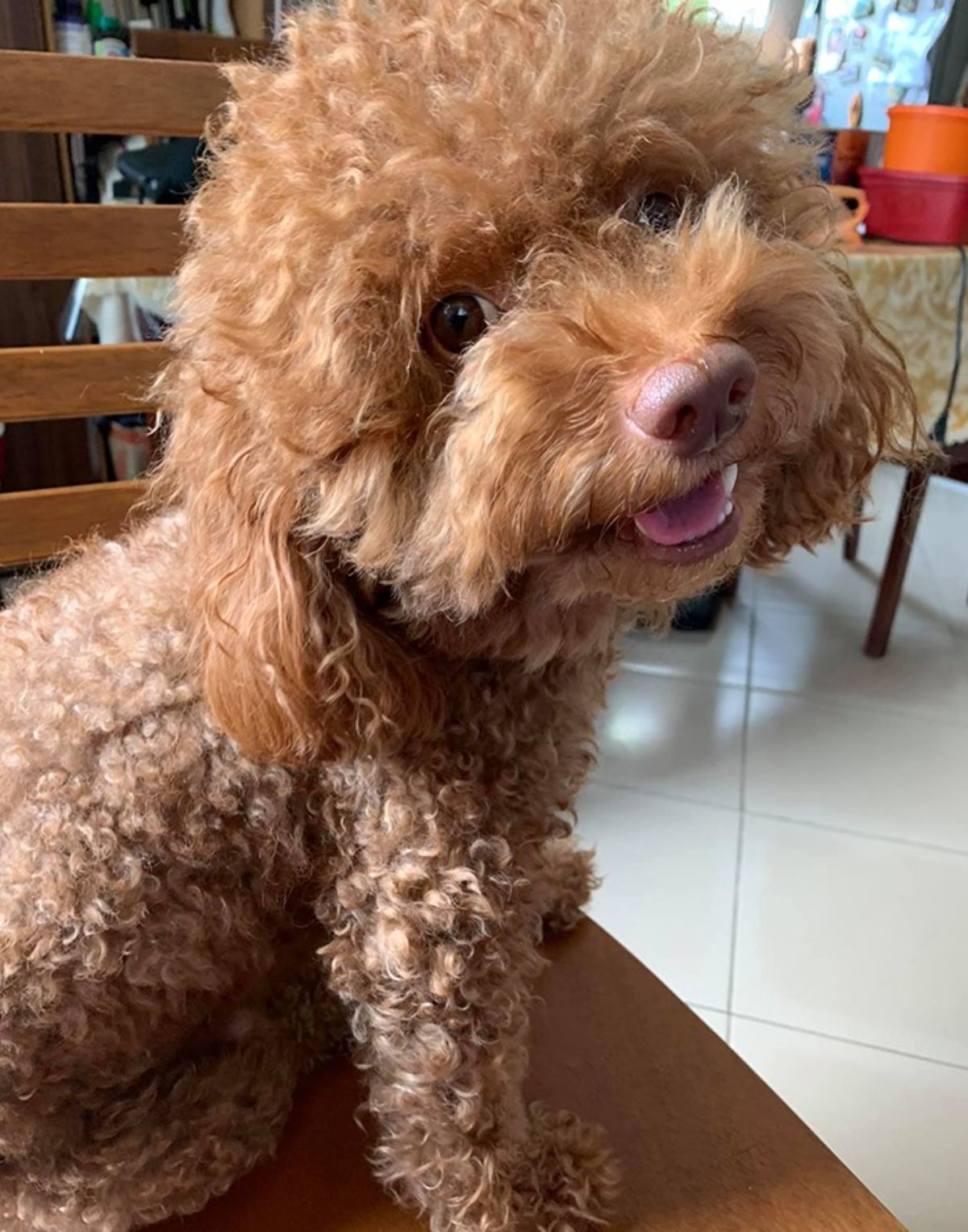 smiling brown poodle sitting on a wooden chair