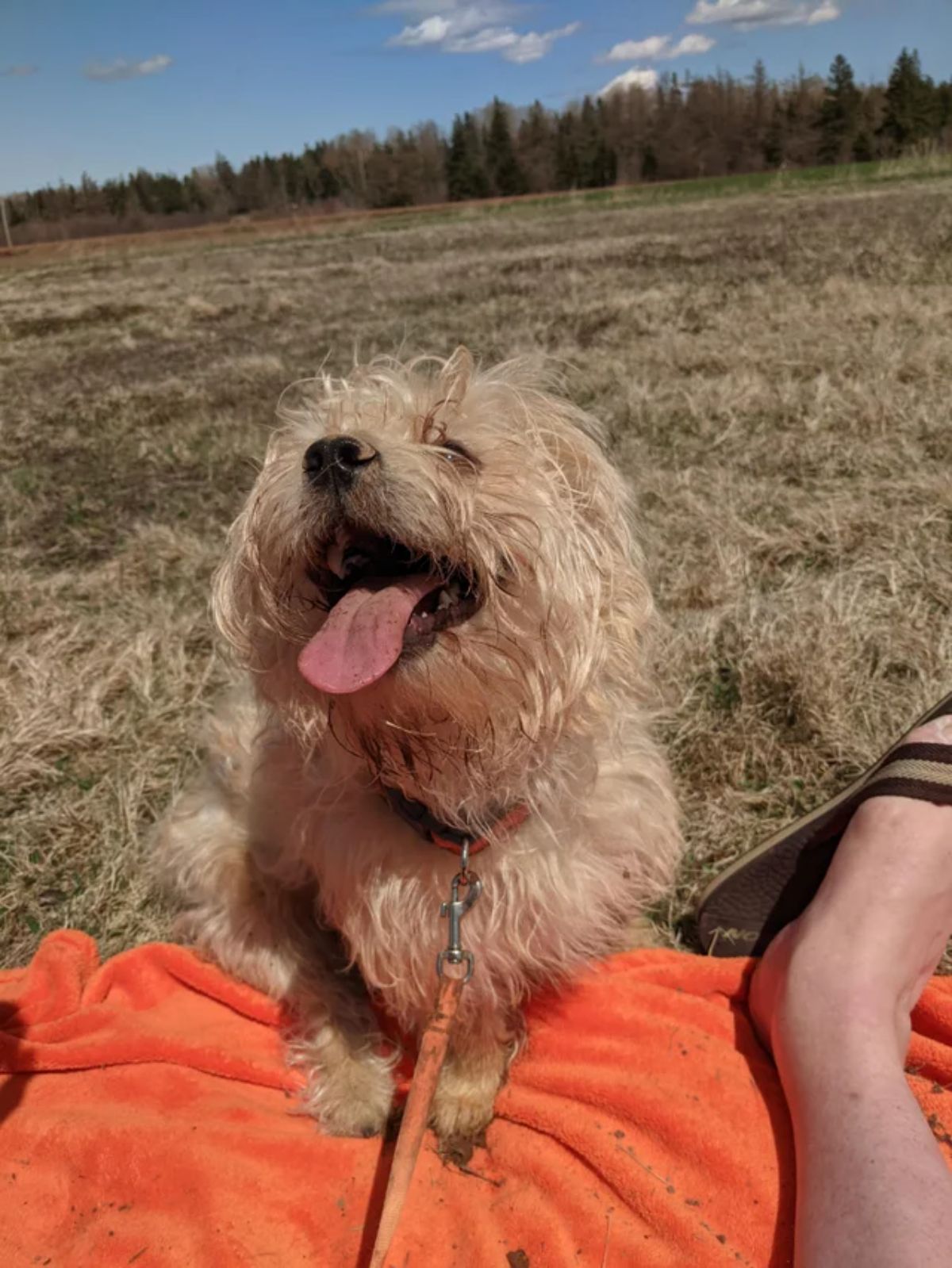 smiling dirty brown fluffy dog sitting on grass and an orange blanket