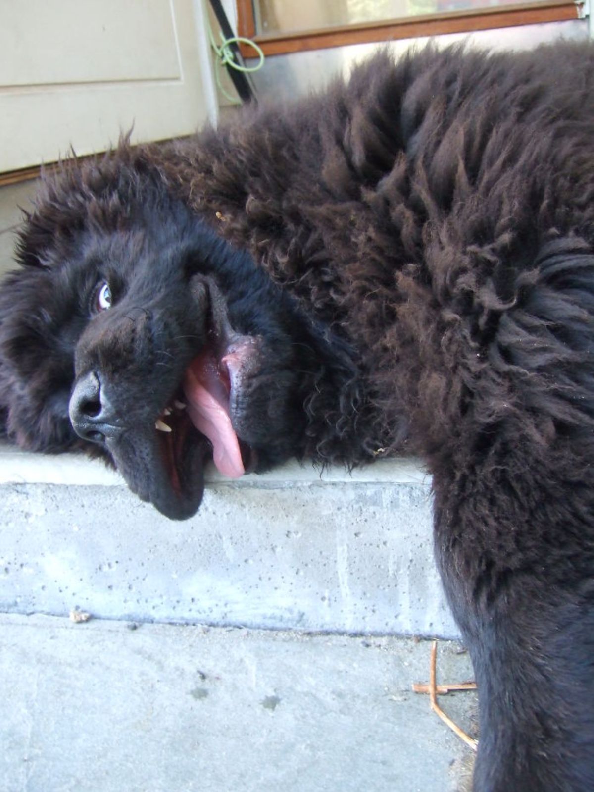 smiling fluffy black and brown dog laying sideways on a doorstep
