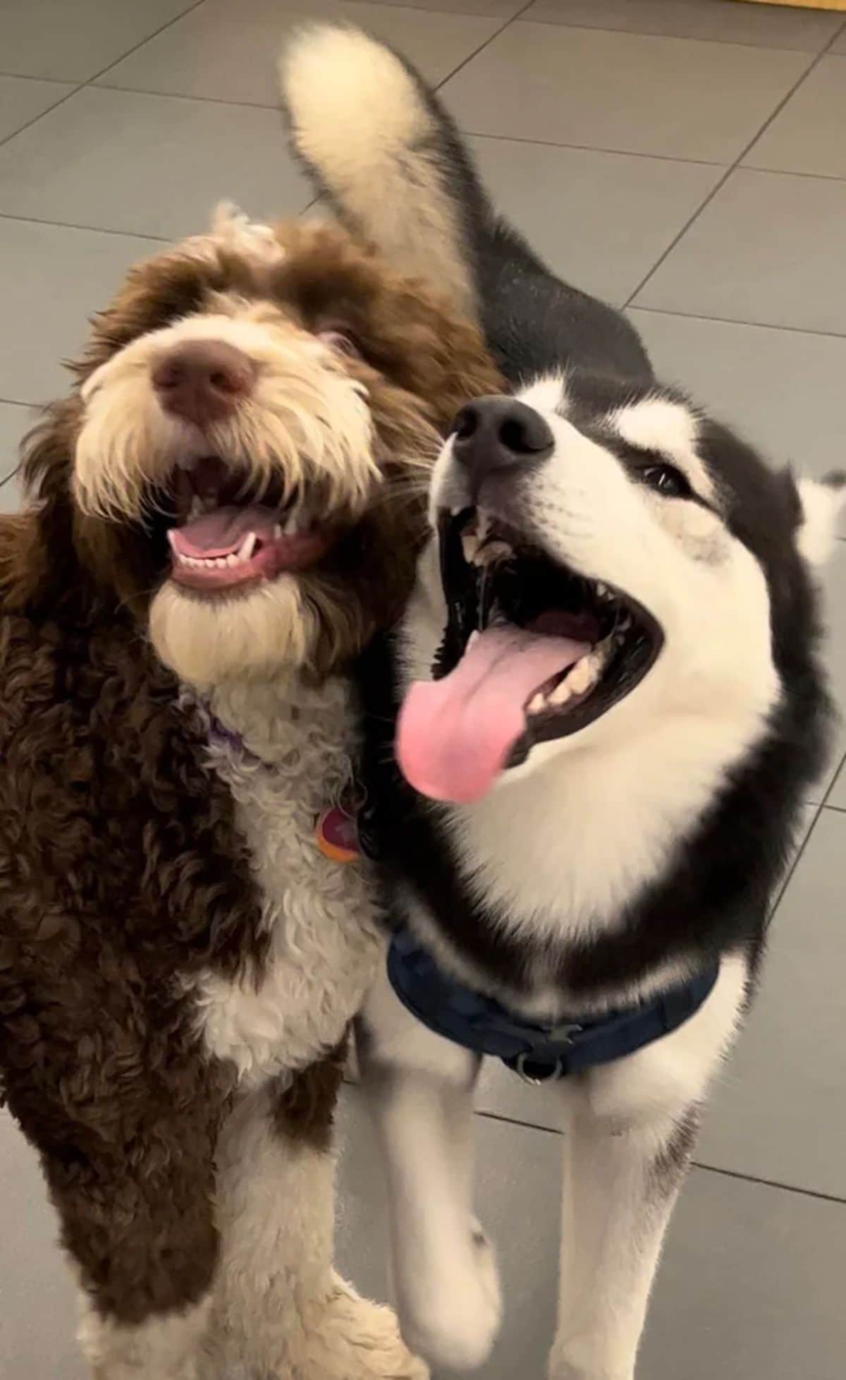 smiling fluffy brown and white dog and smiling black and white husky