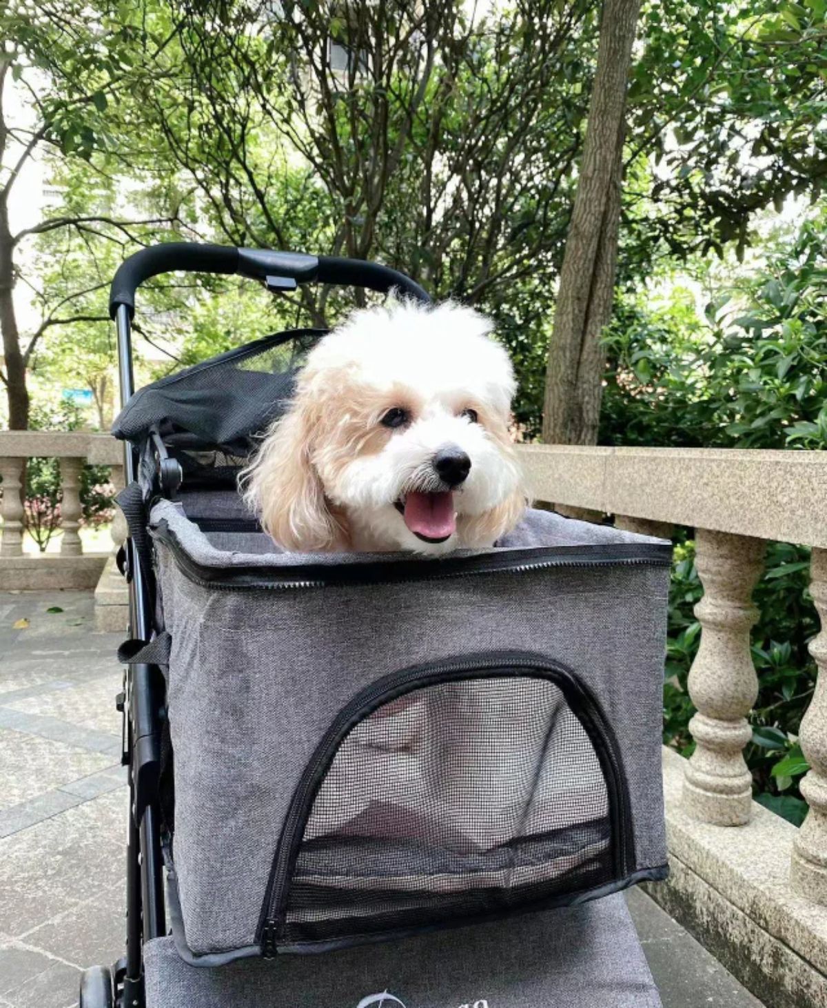 smiling fluffy brown and white dog in a baby stroller