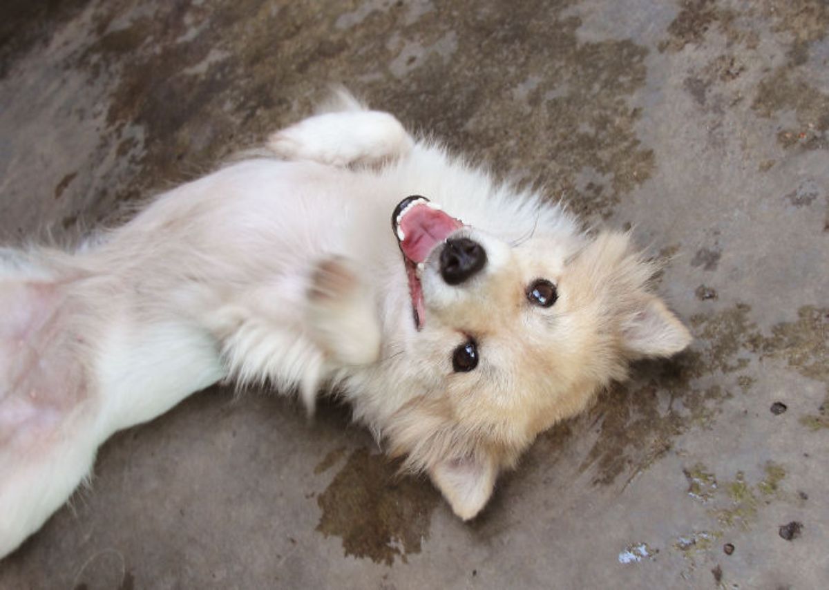 smiling fluffy brown and white dog laying belly up on the ground
