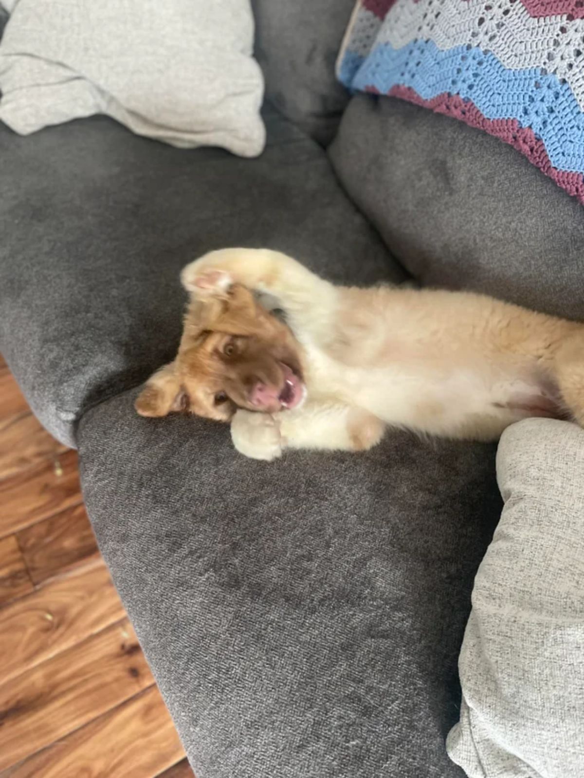 smiling fluffy brown puppy laying belly up on a grey sofa