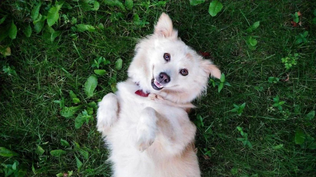 smiling fluffy white and brown dog laying belly up on grass
