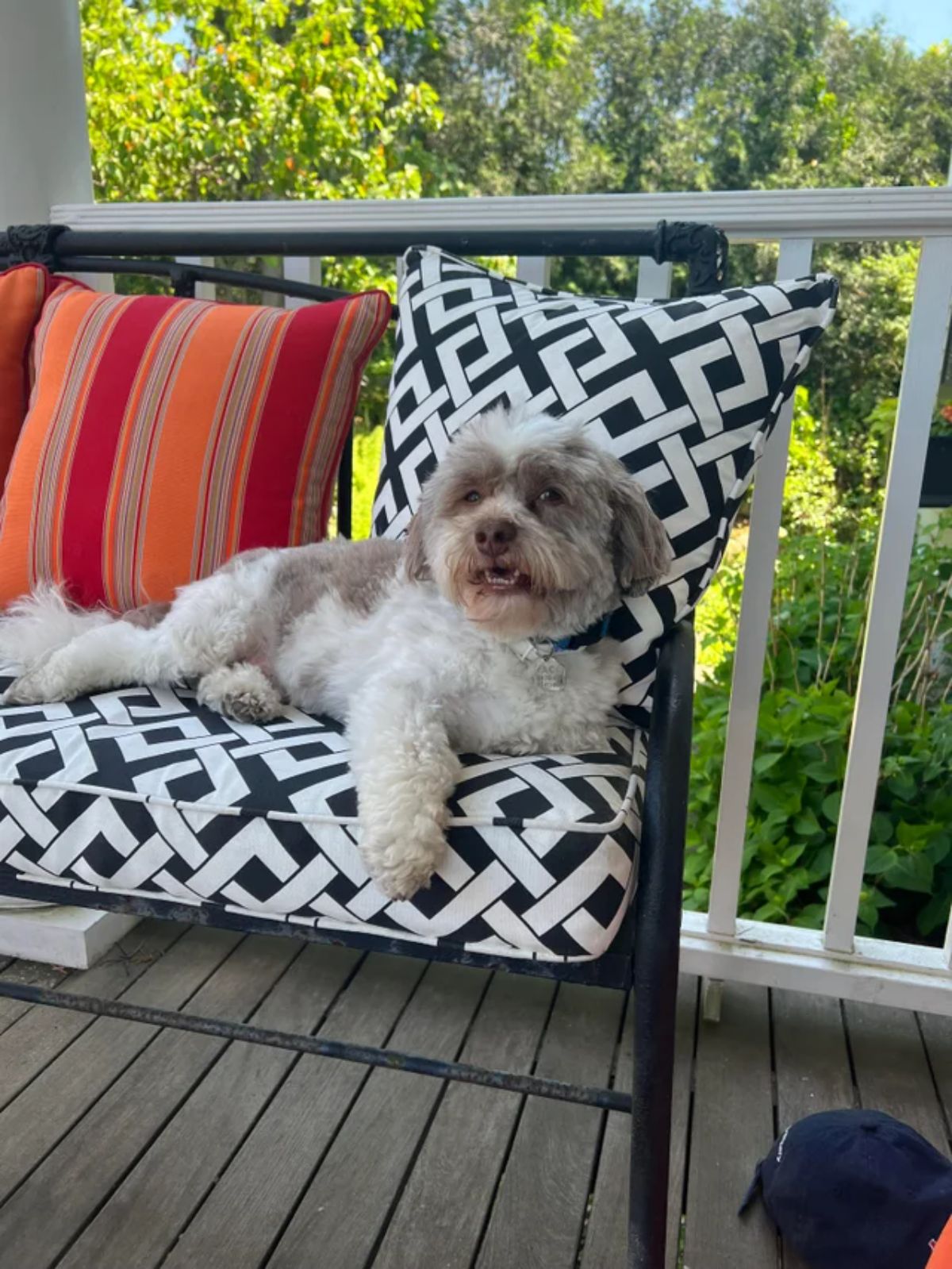 smiling fluffy white and grey dog laying on black and white patio furniture