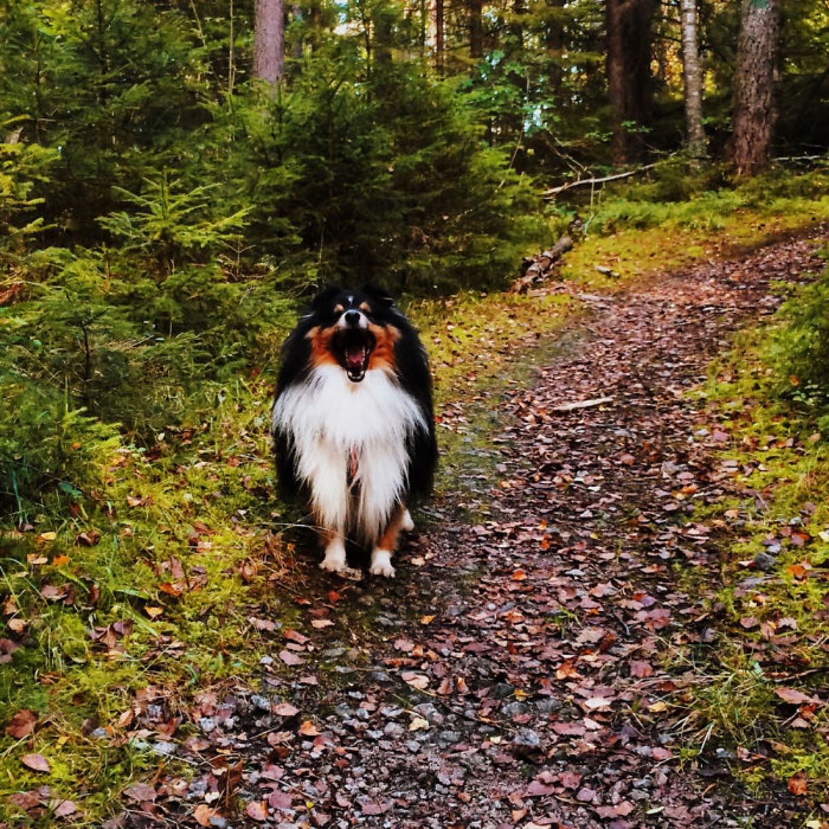 smiling fluffy white black and brown dog in a path in a forest