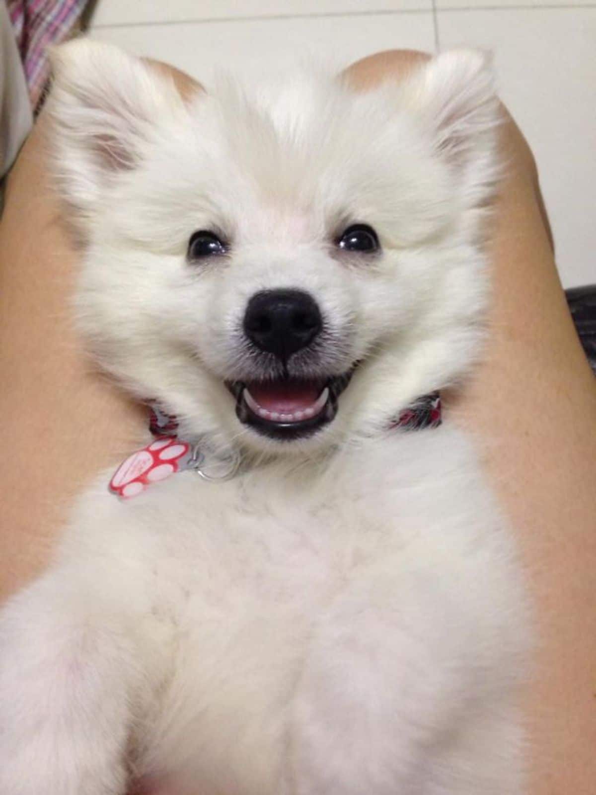 smiling fluffy white puppy laying belly up on someone's lap
