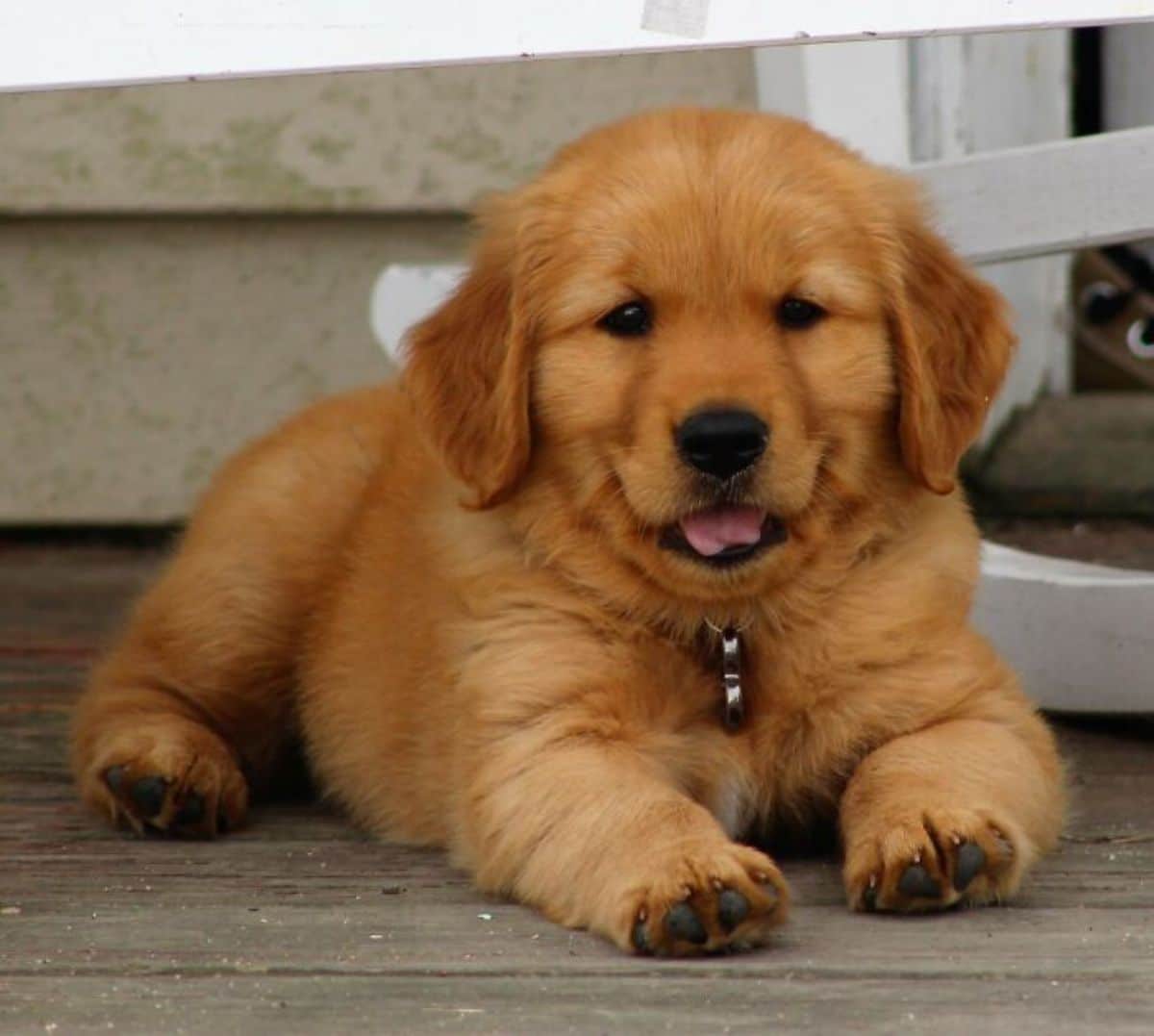 smiling golden retriever puppy laying on the floor