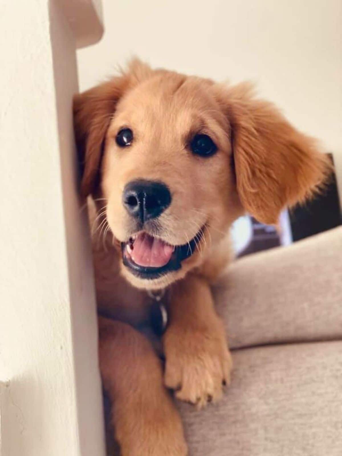 smiling golden retriever puppy peeking around a white wall