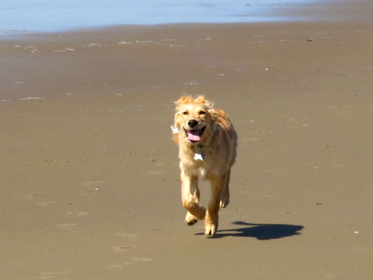 smiling golden retriever running on a beach