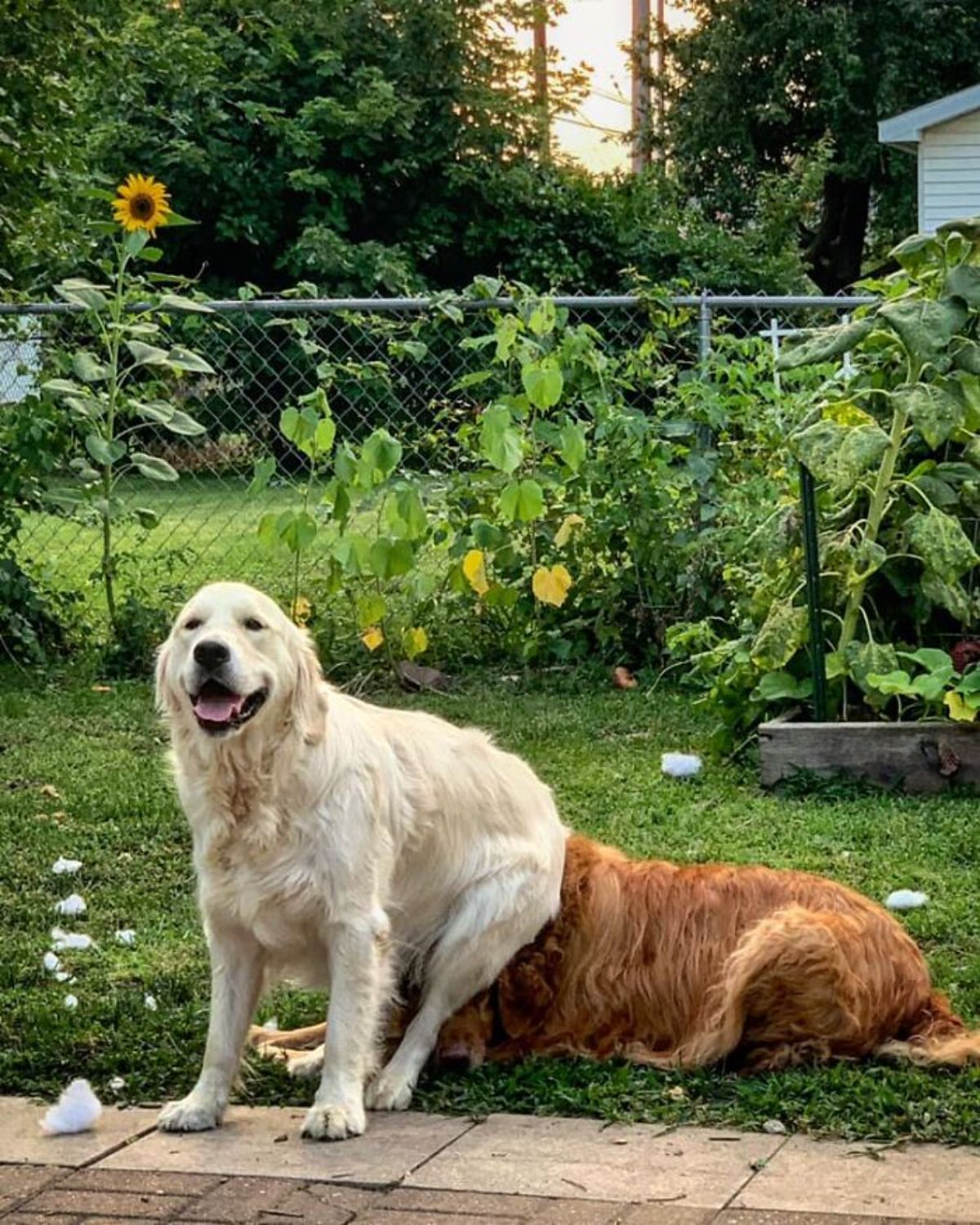 smiling golden retriever sitting on the head of a golden retriever laying on grass