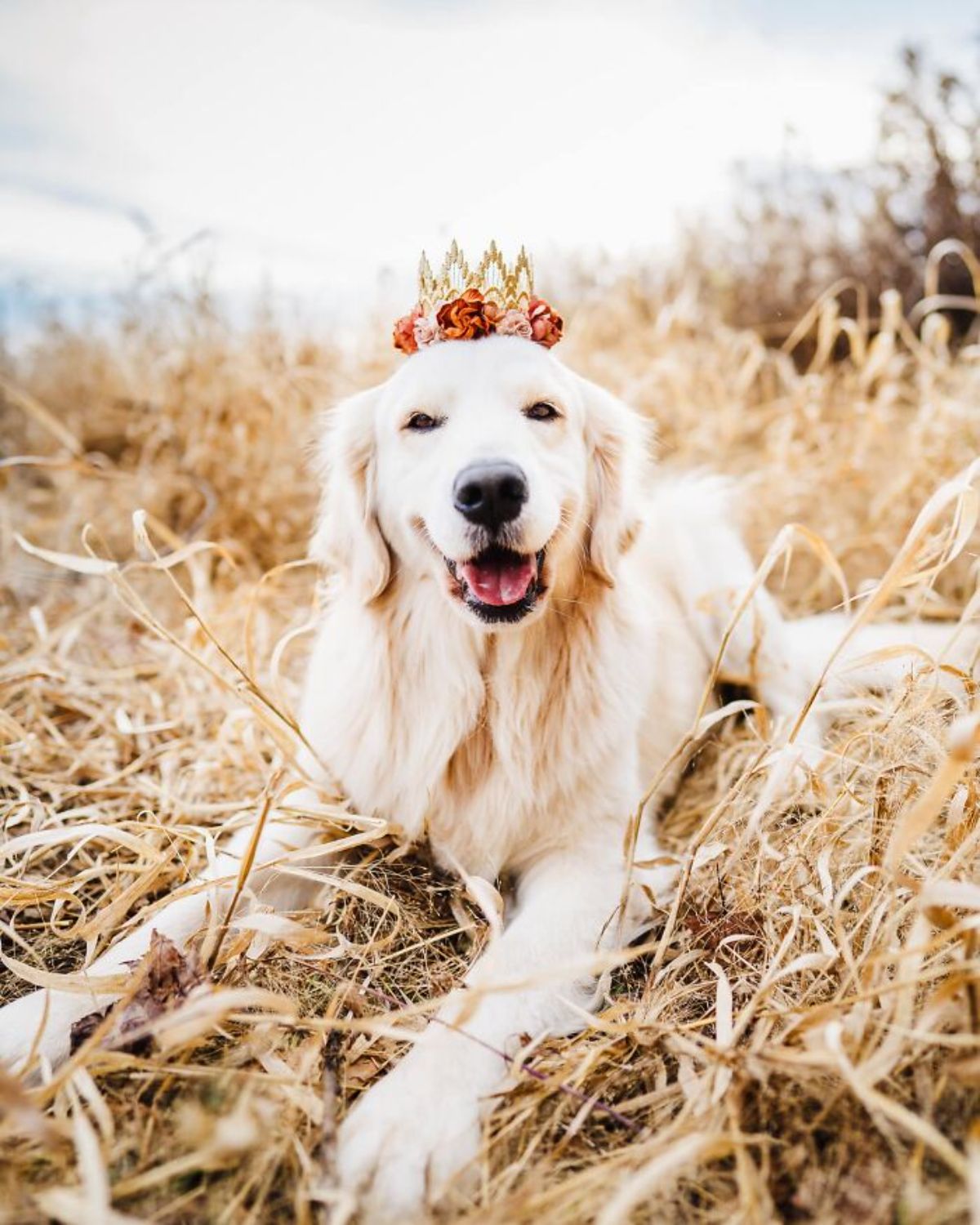 smiling golden retriever wearing a gold crown with red and pink flowers