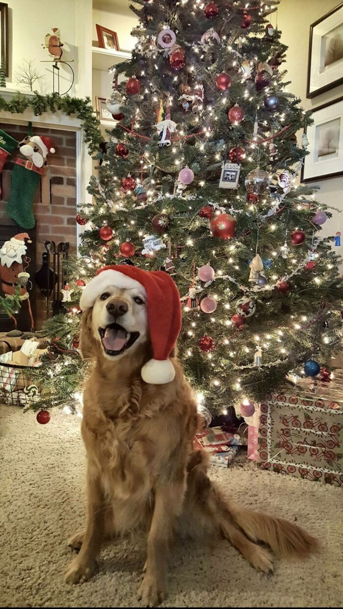 smiling golden retriever wearing a red and white santa hat in front of a decorated christmas tree