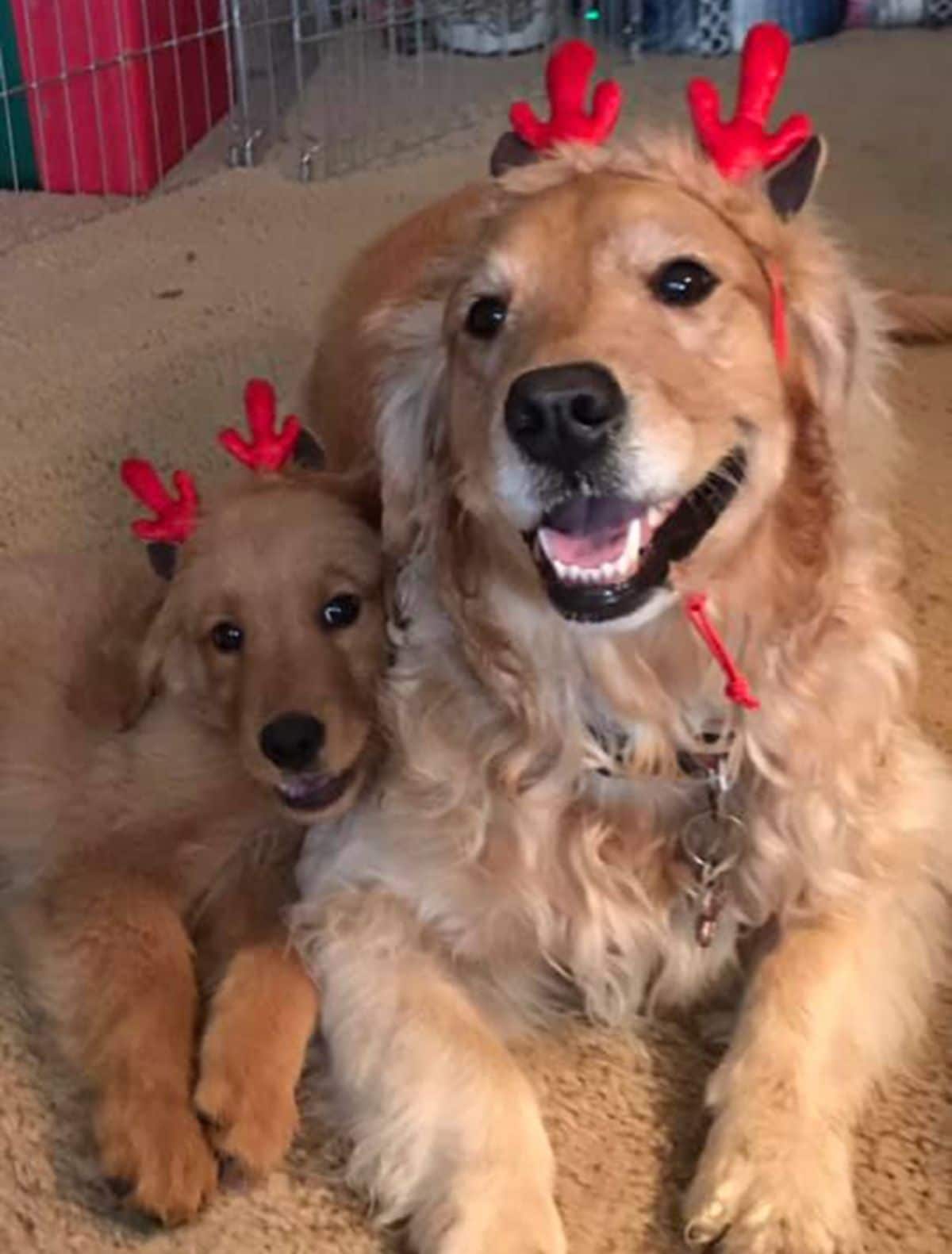 smiling golden retriever wearing red antlers next to a golden retriever puppy wearing red antlers