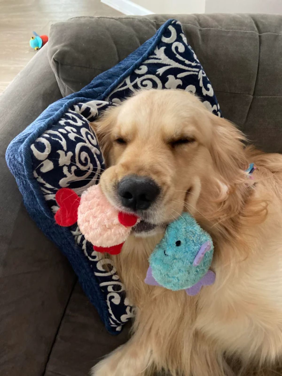 smiling golden retriever with the eyes closed laying on a grey sofa with stuffed toys in its mouth
