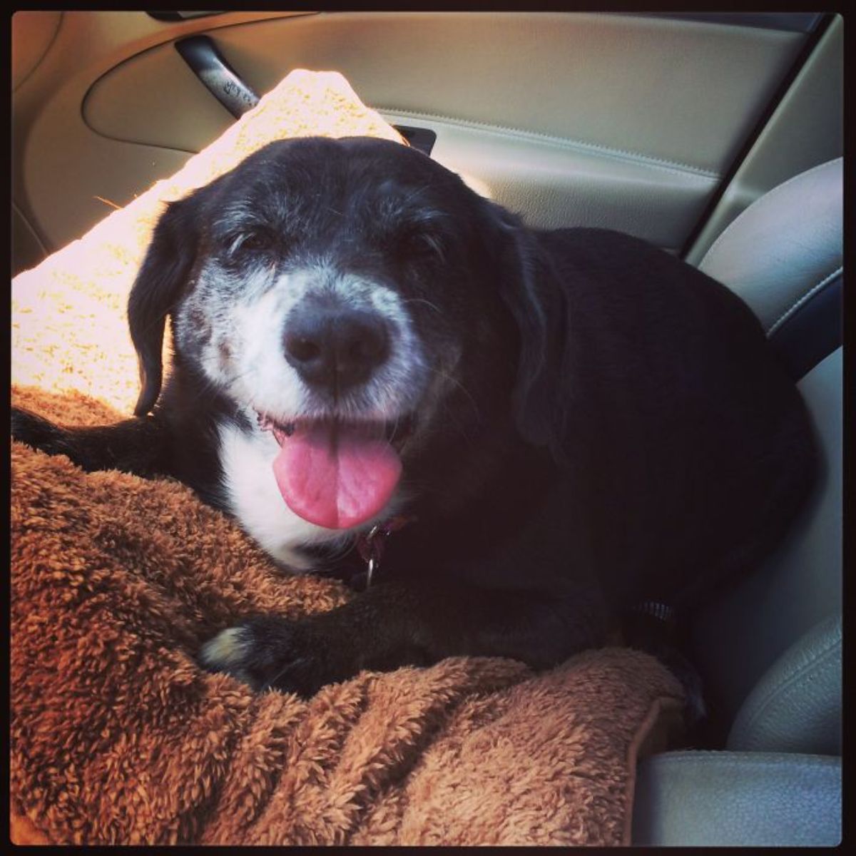 smiling old black dog laying on brown blankets in a car